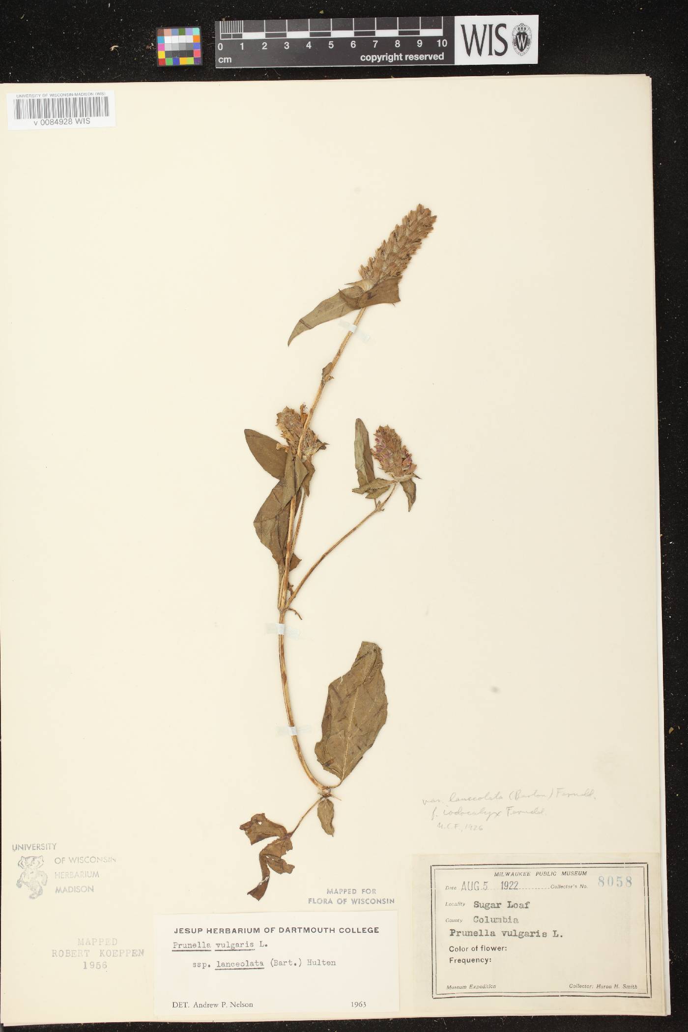 Prunella vulgaris image