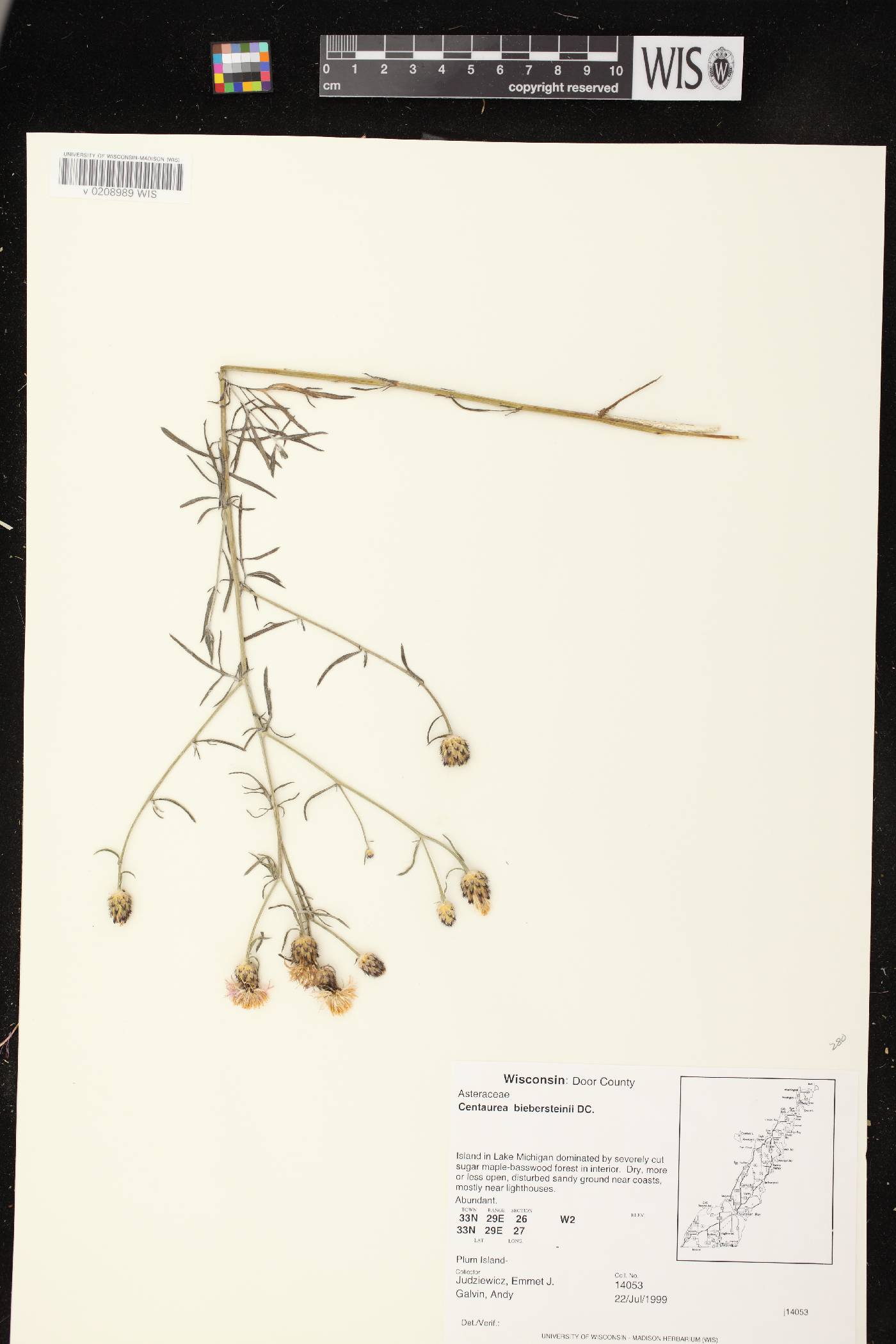 Centaurea stoebe image