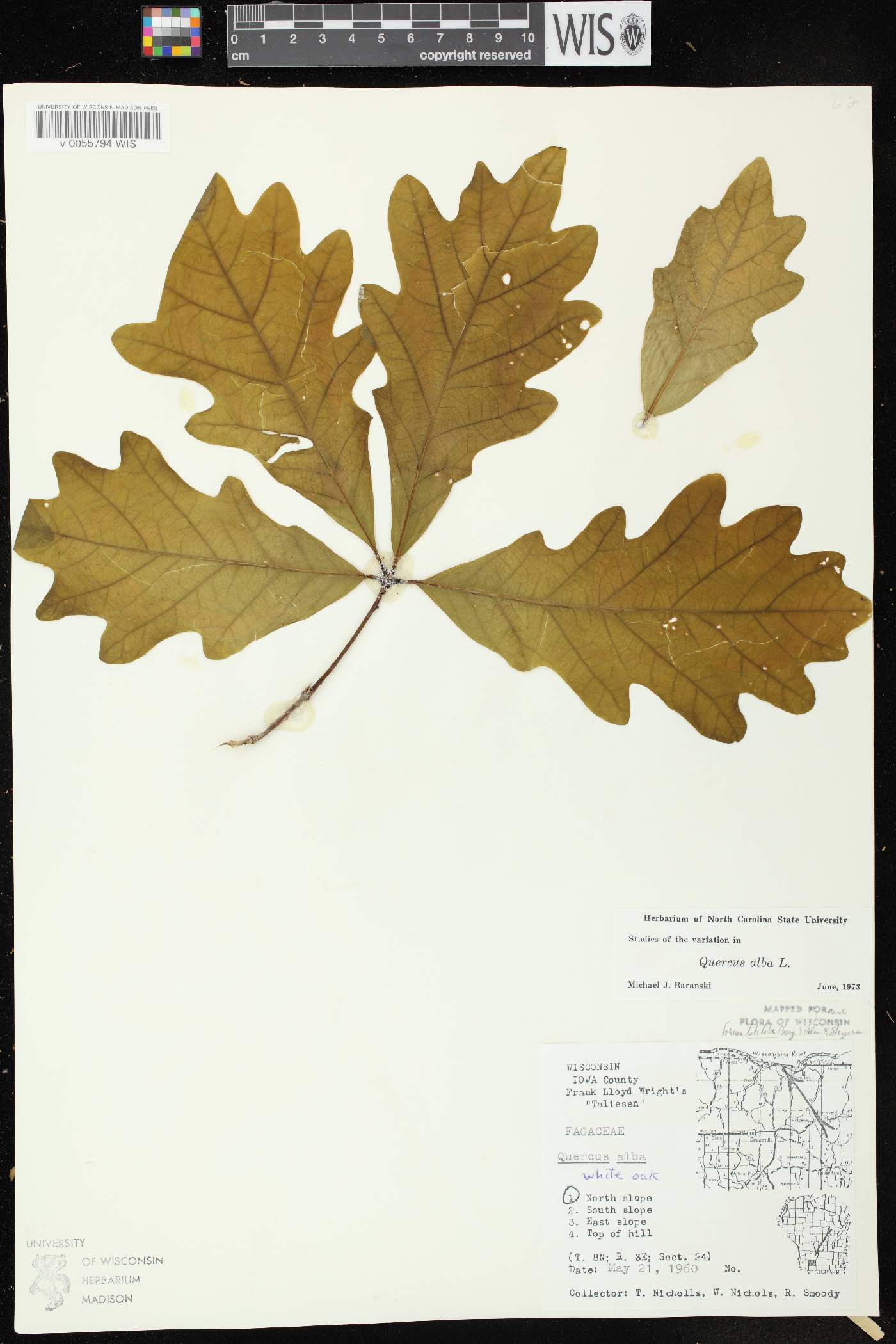 Quercus alba image