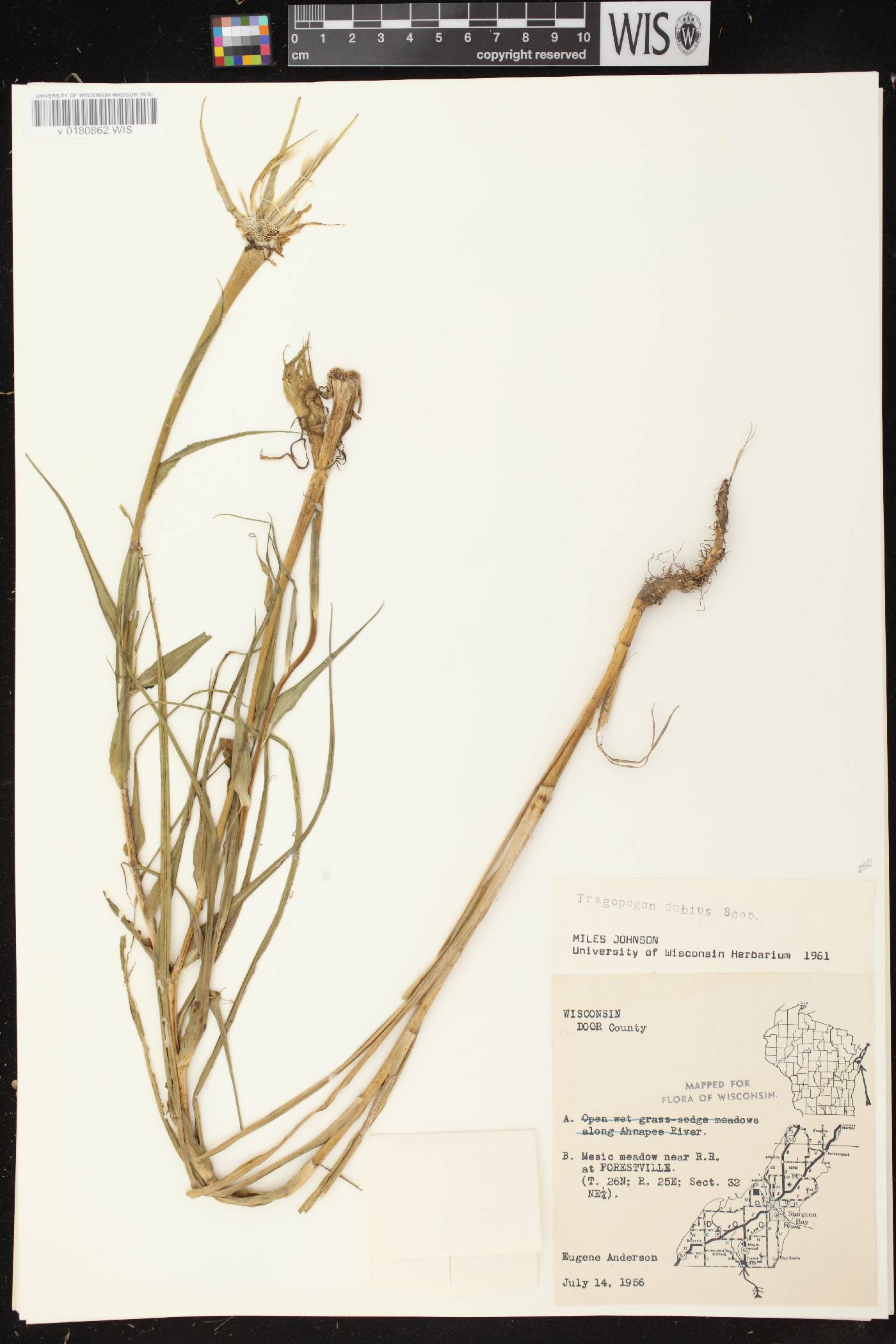 Tragopogon dubius image