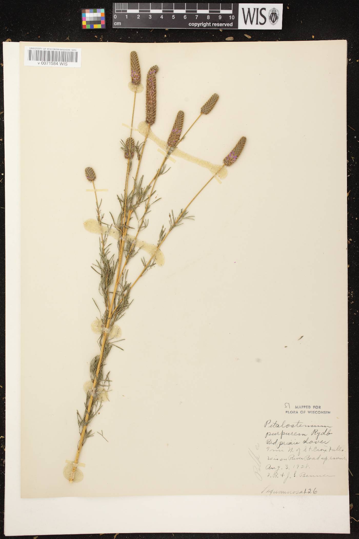 Dalea purpurea var. purpurea image