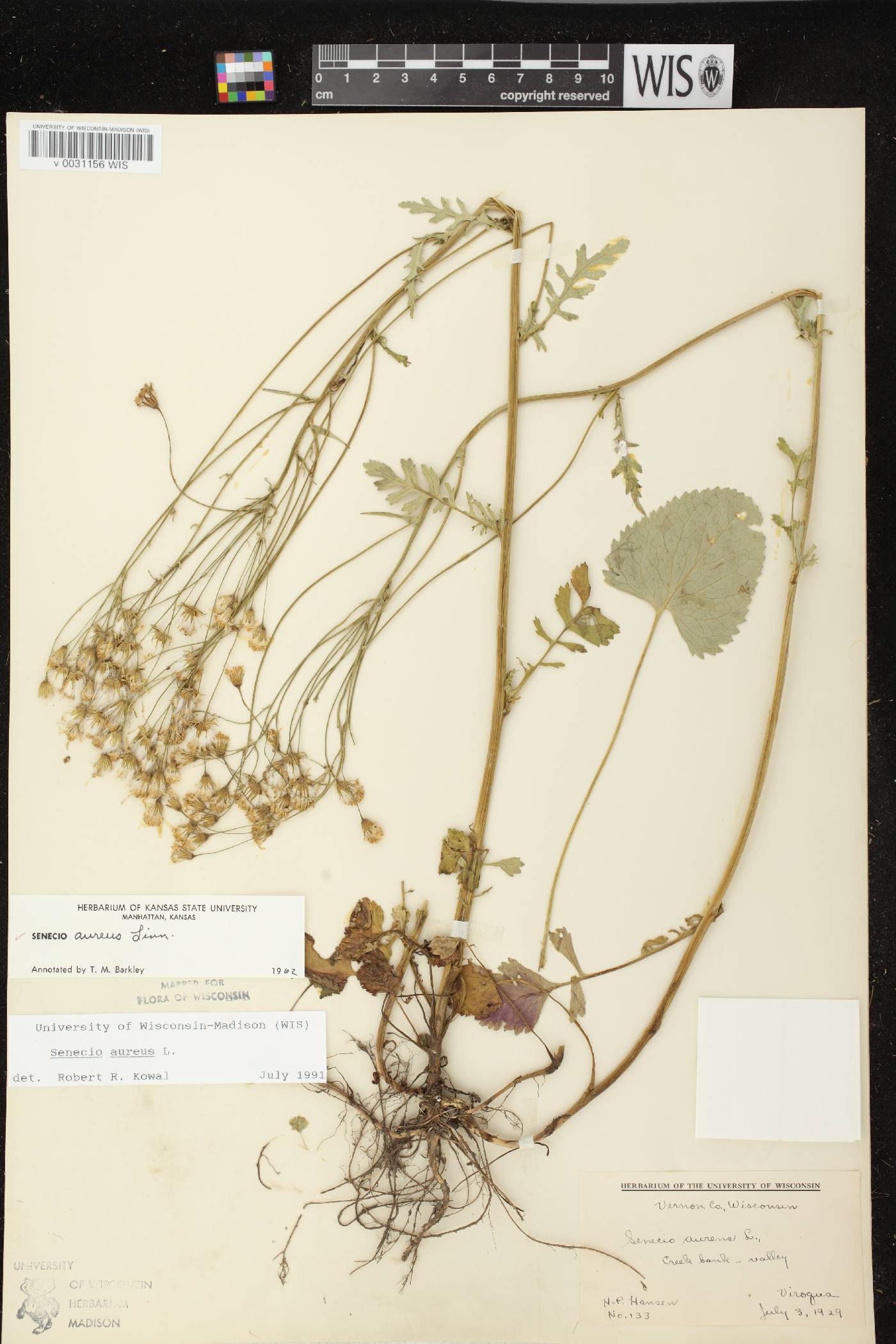 Packera aurea image