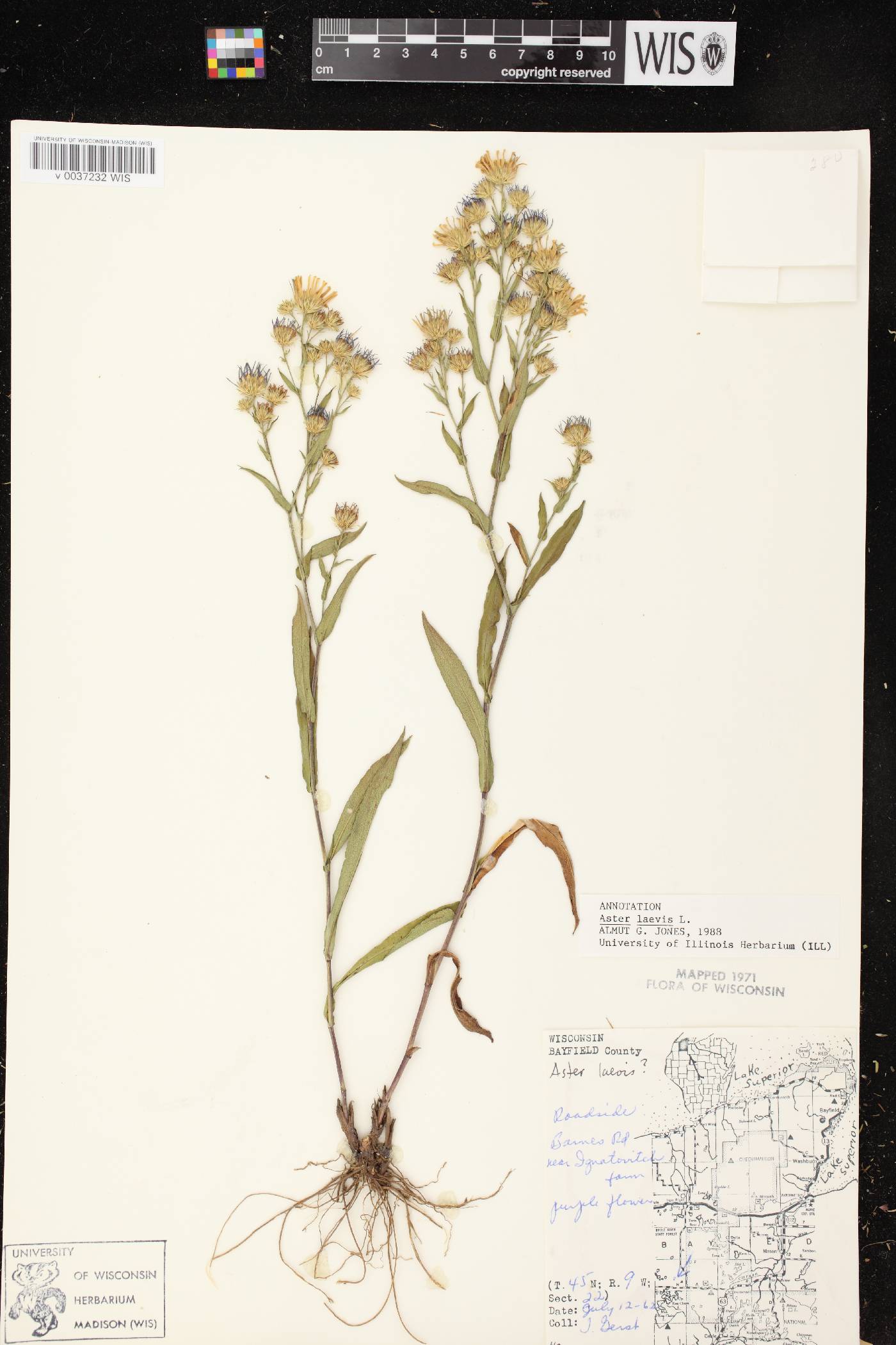 Symphyotrichum laeve image