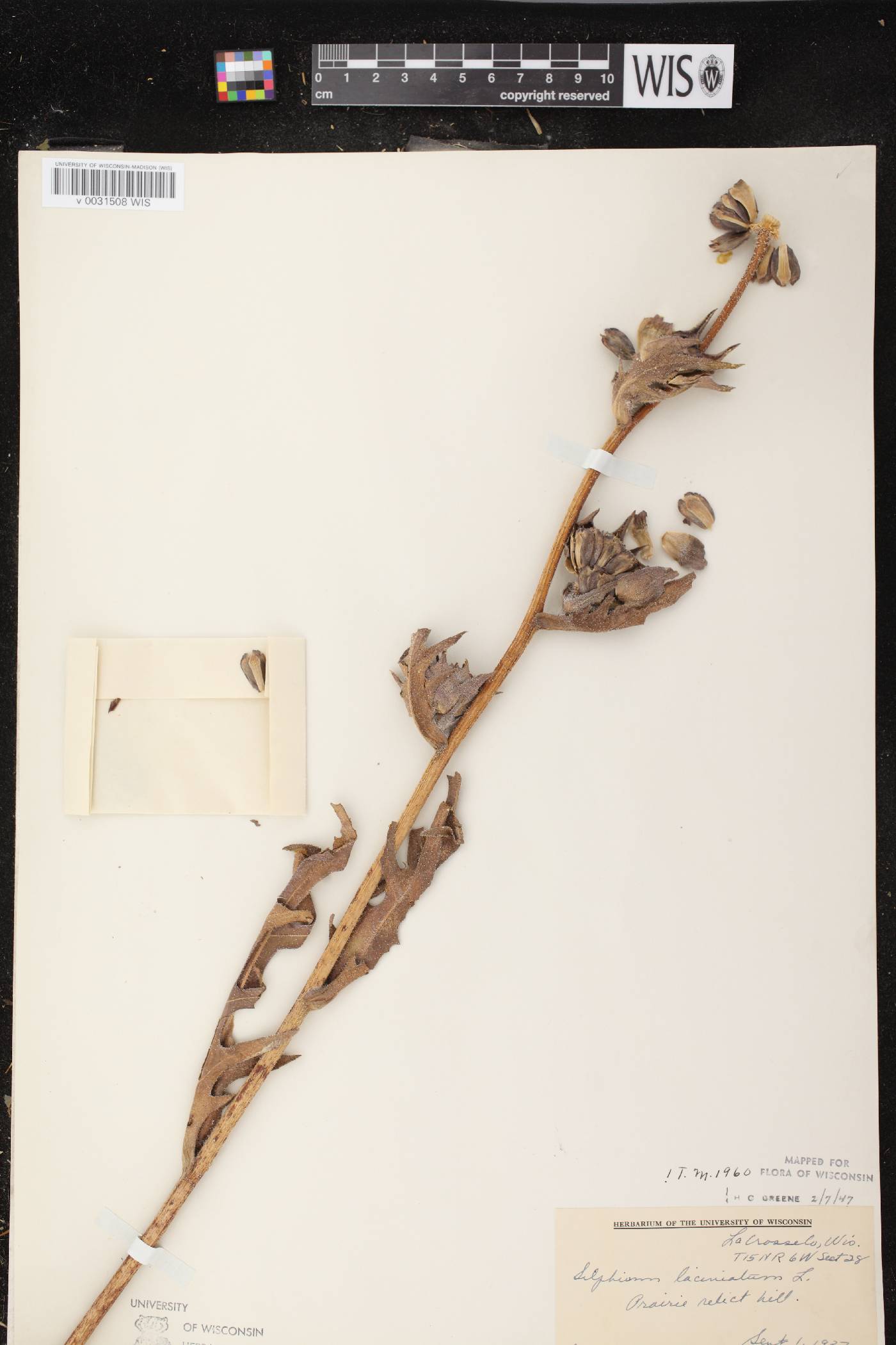 Silphium laciniatum image