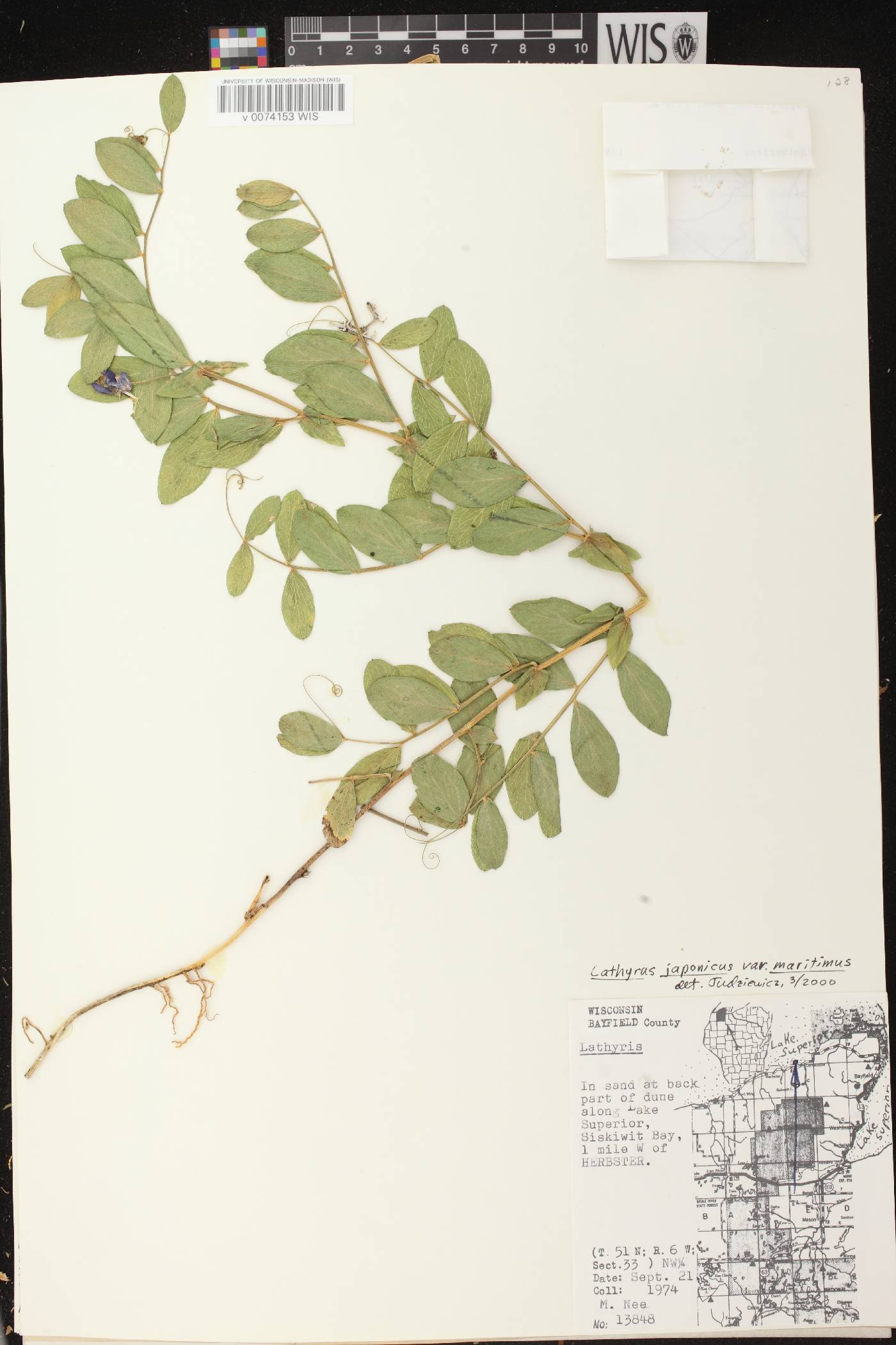 Lathyrus japonicus image
