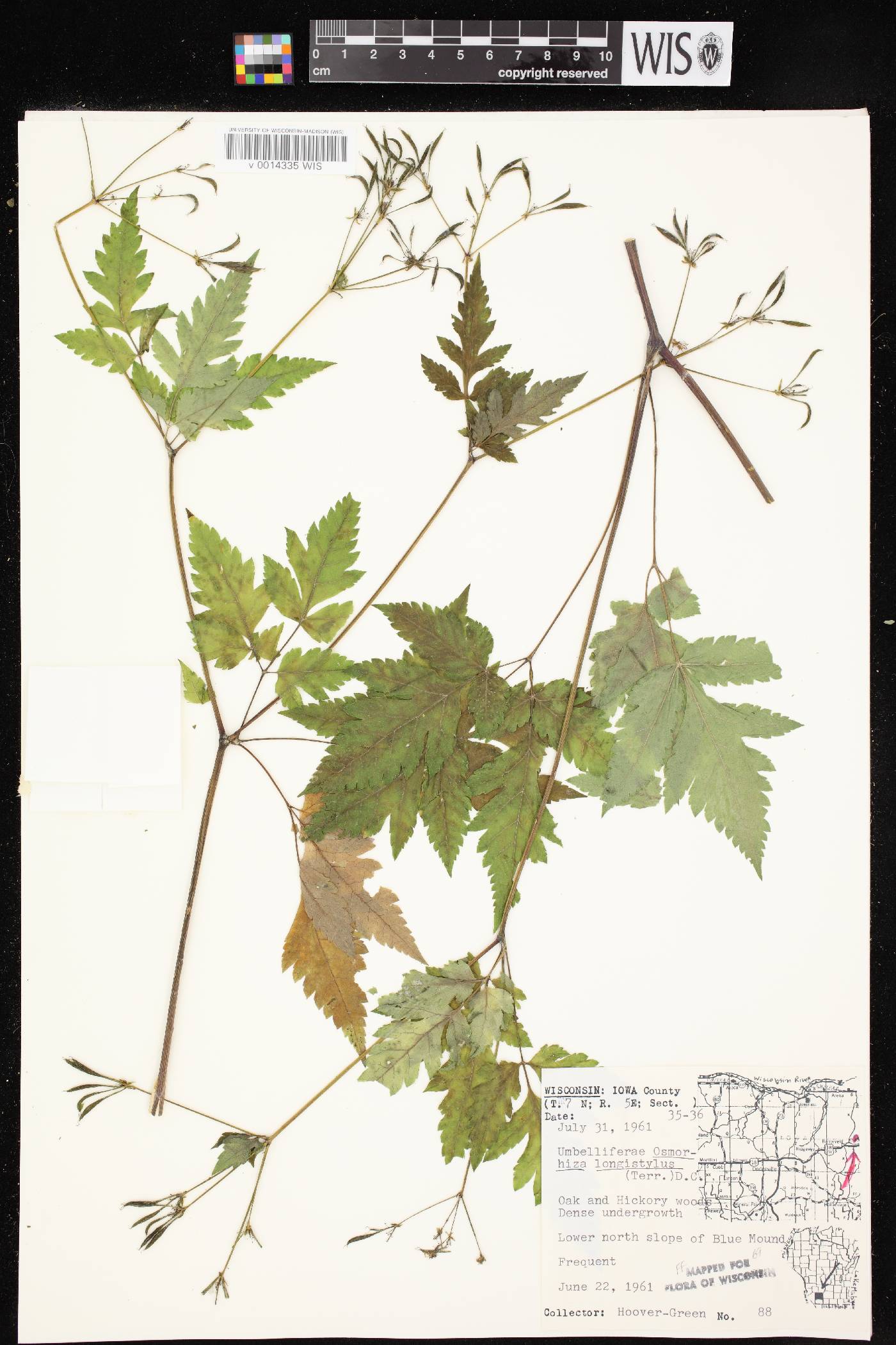 Osmorhiza longistylis image