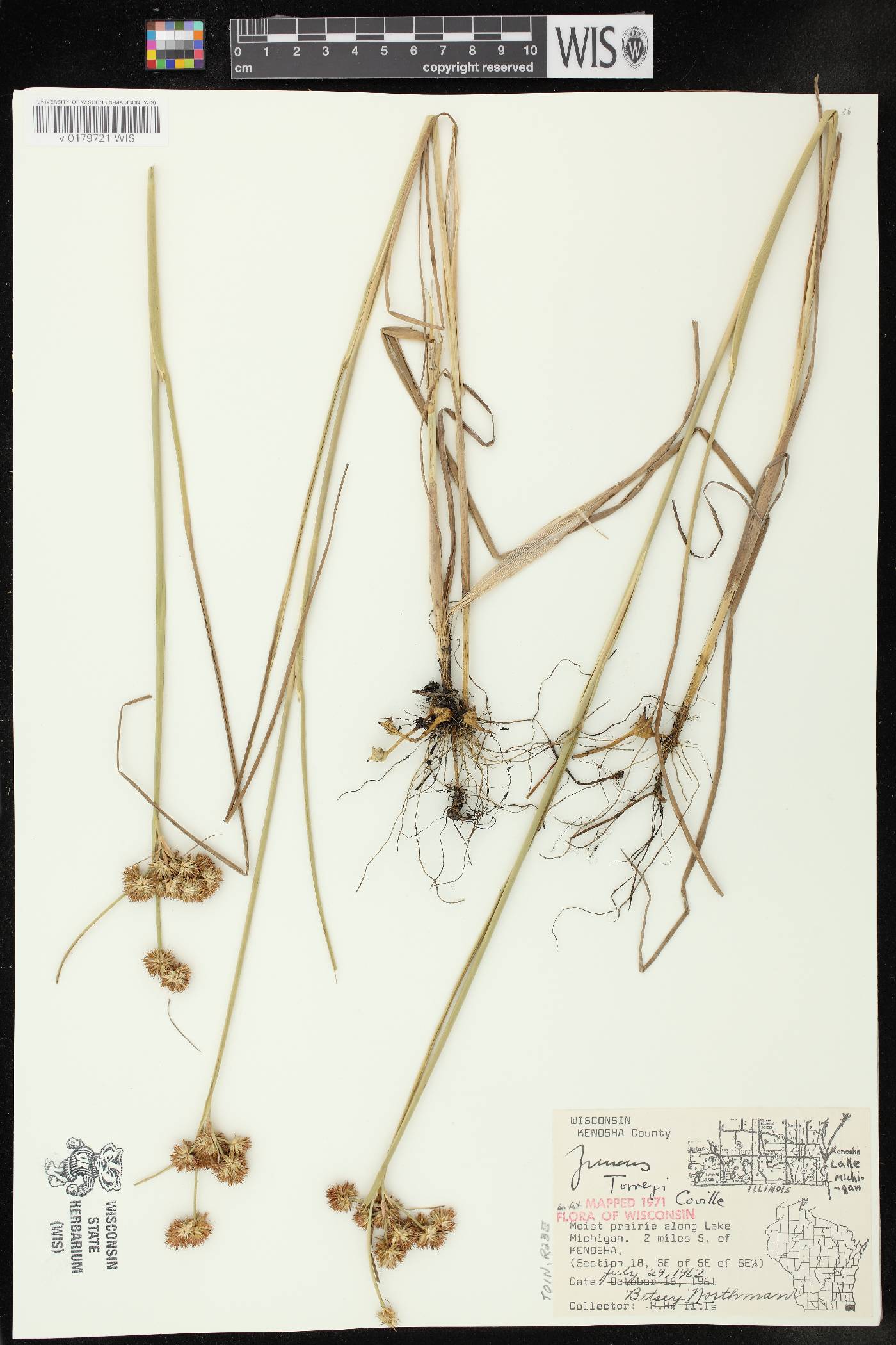 Juncus torreyi image