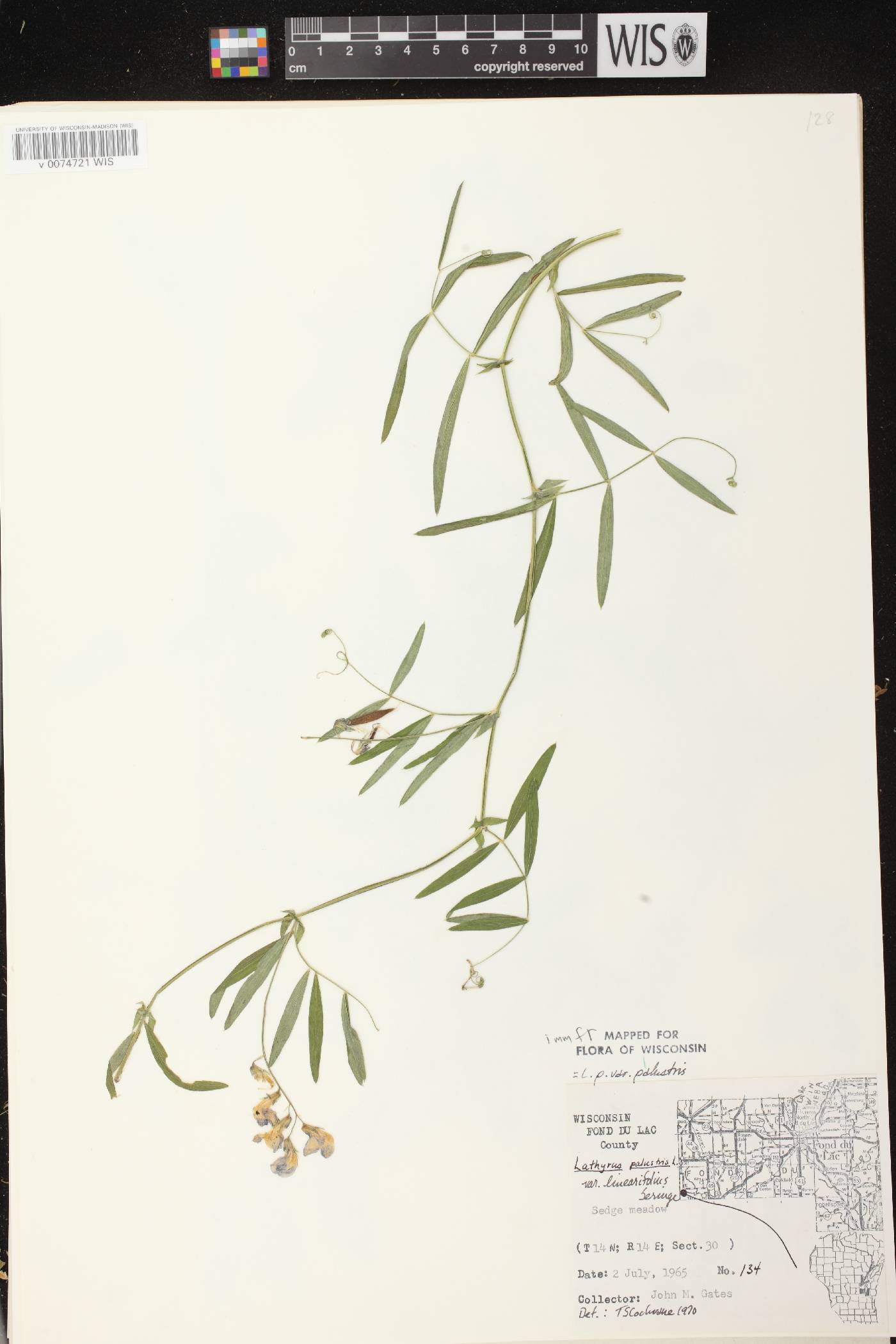 Lathyrus palustris image