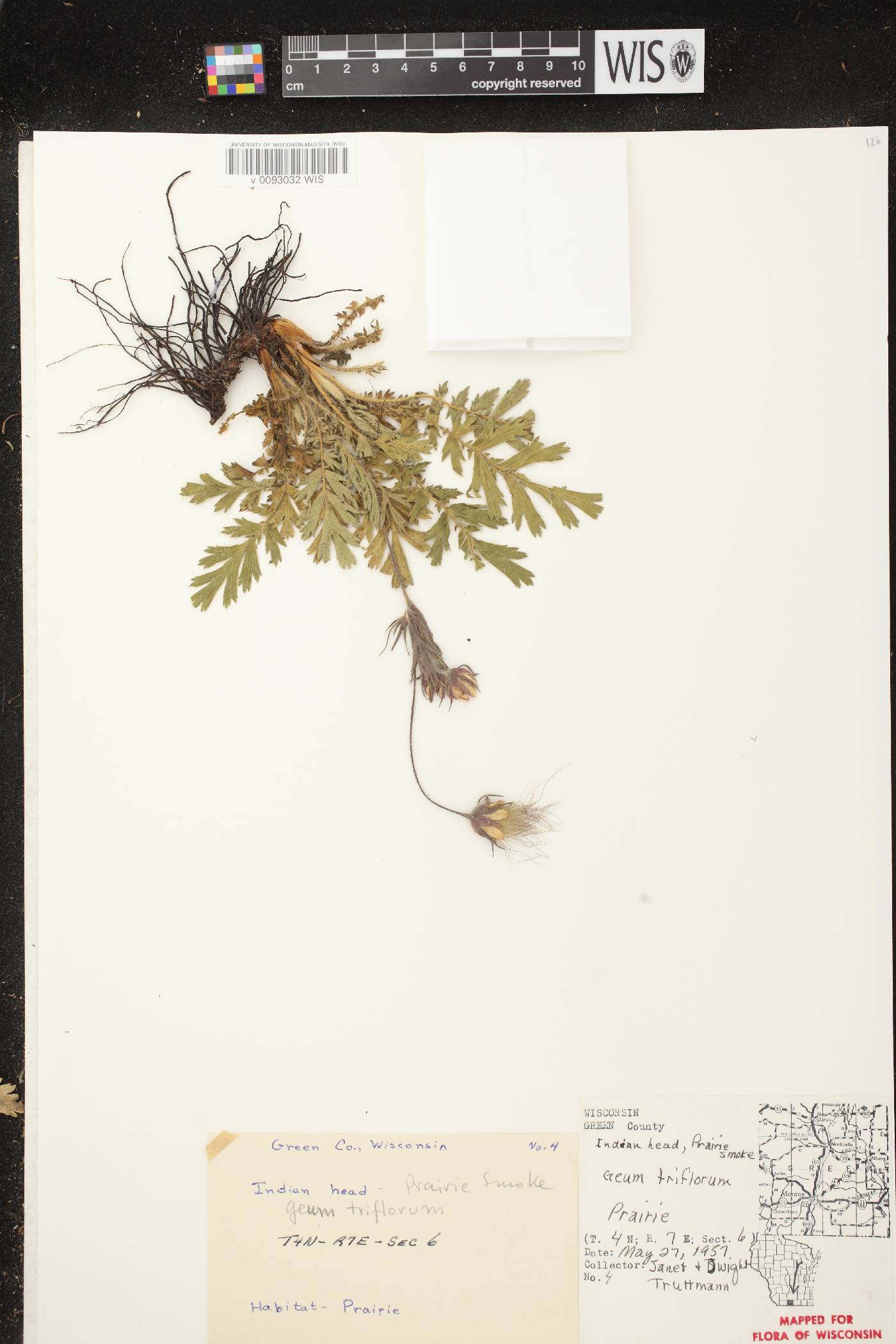 Geum triflorum var. triflorum image