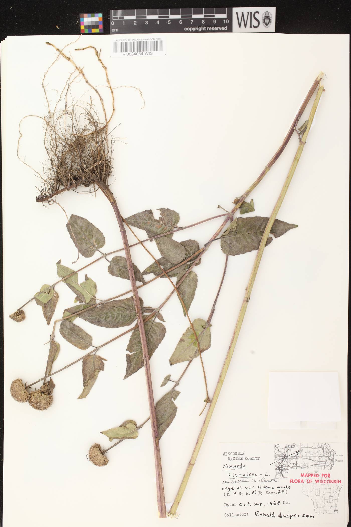 Monarda fistulosa image
