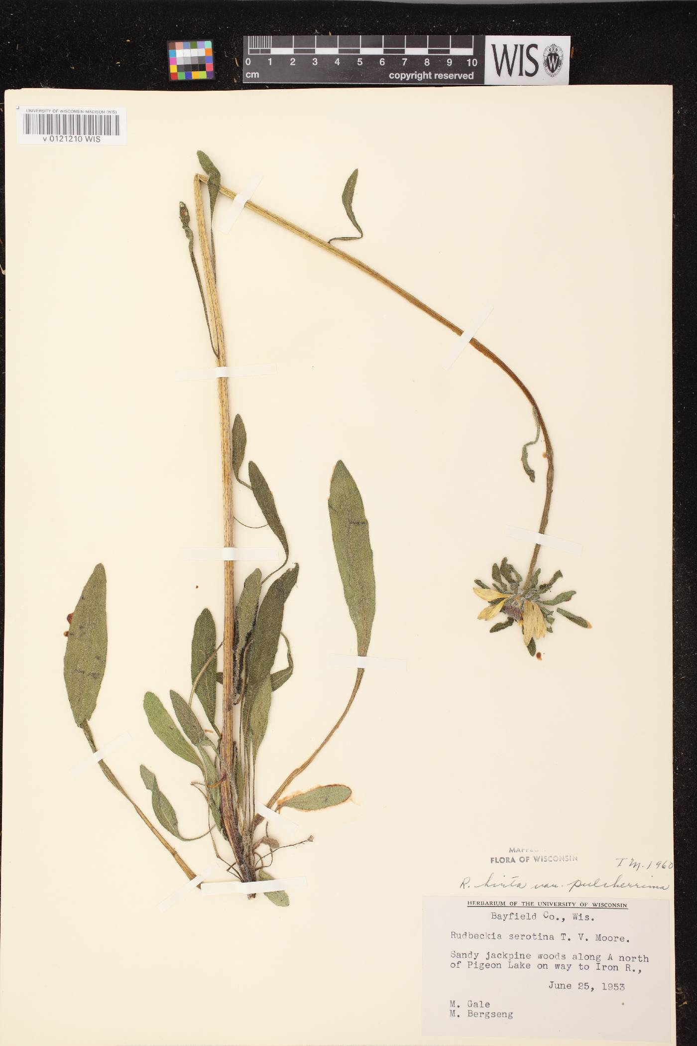 Rudbeckia hirta image