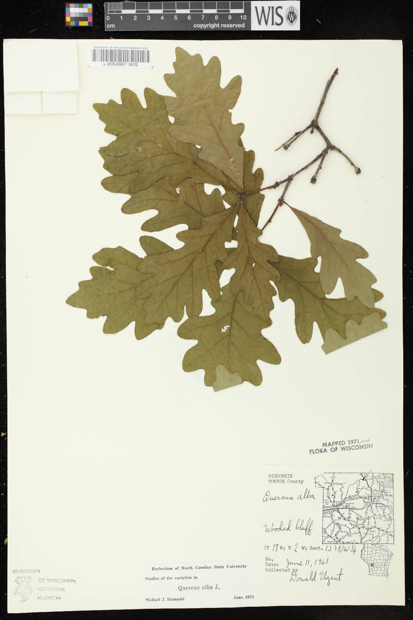 Quercus alba image