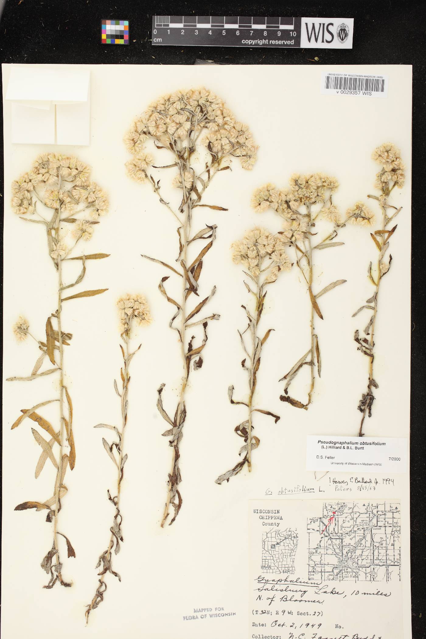 Pseudognaphalium obtusifolium image