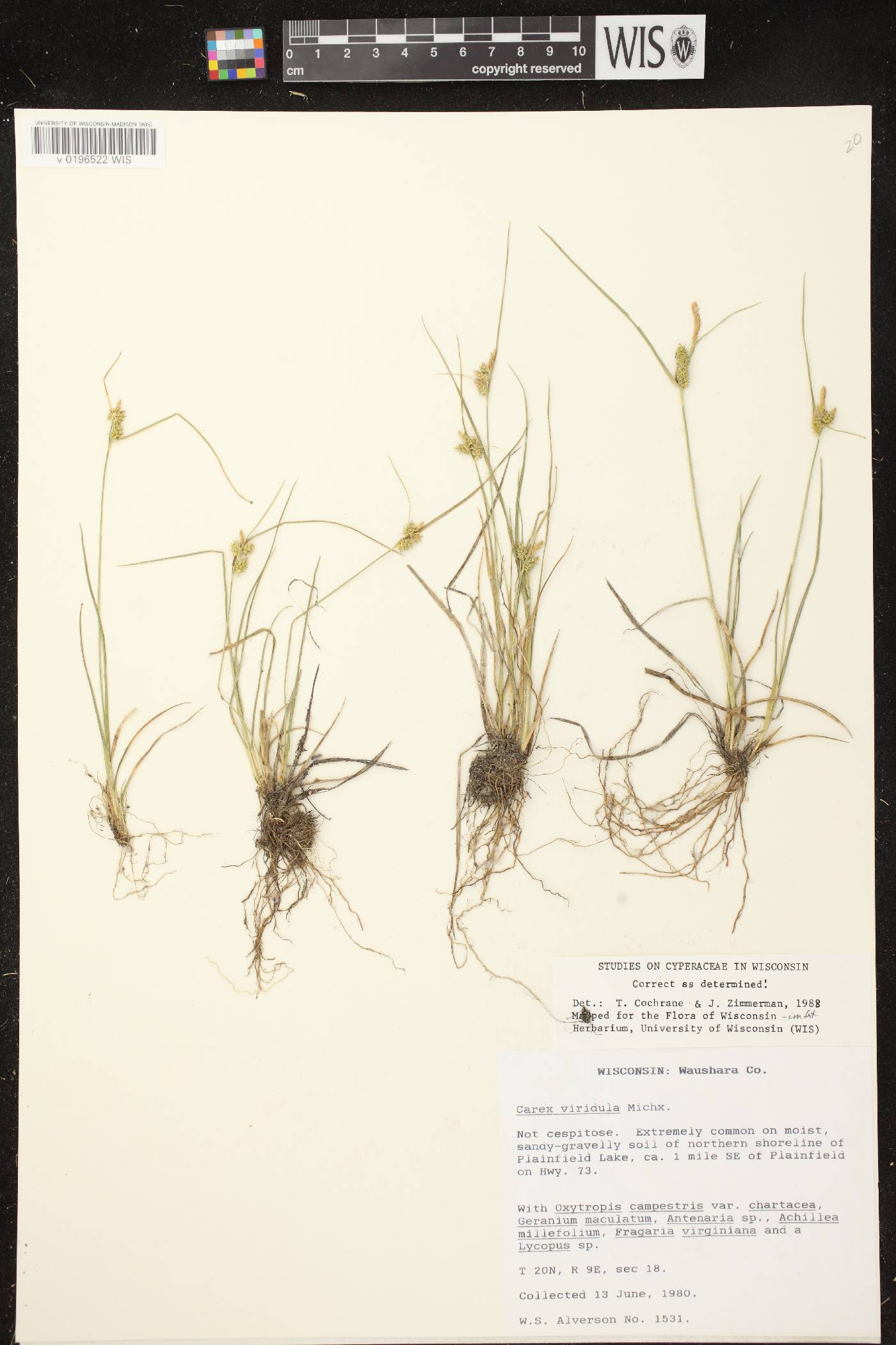 Carex viridula image
