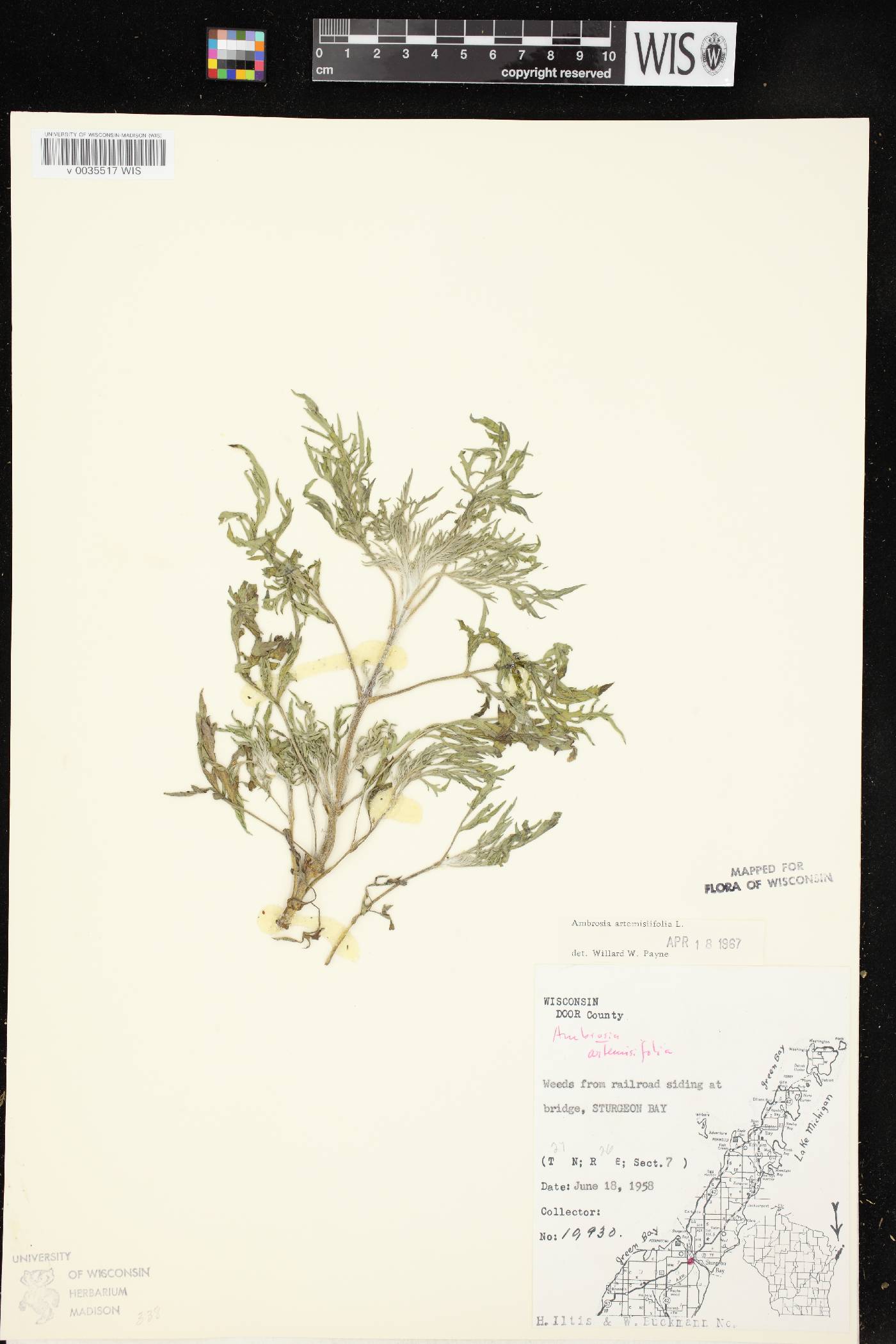 Ambrosia artemisiifolia image