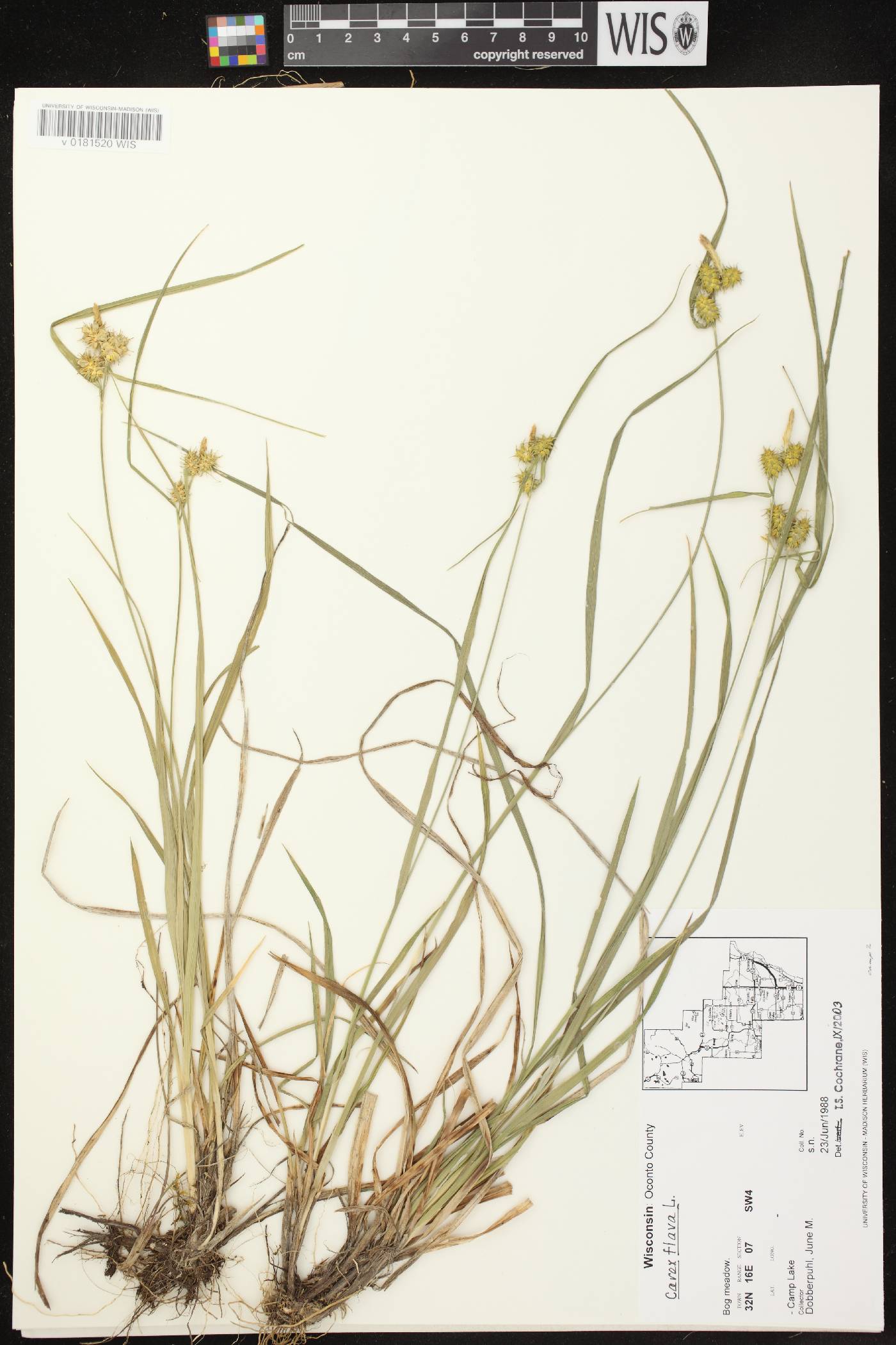 Carex flava image