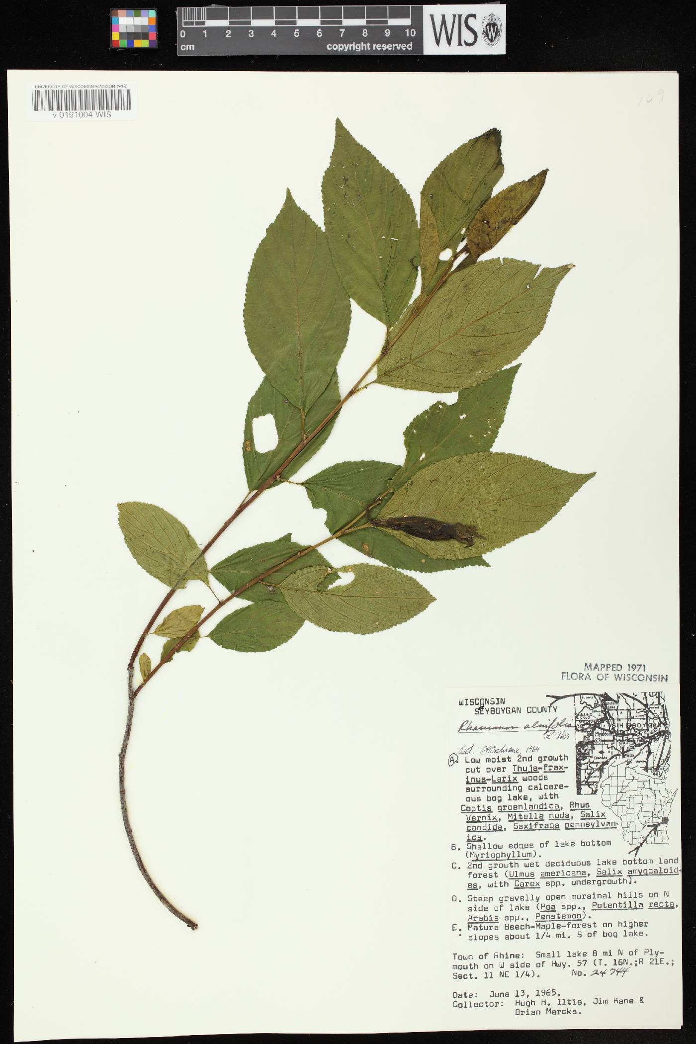 Rhamnus alnifolia image