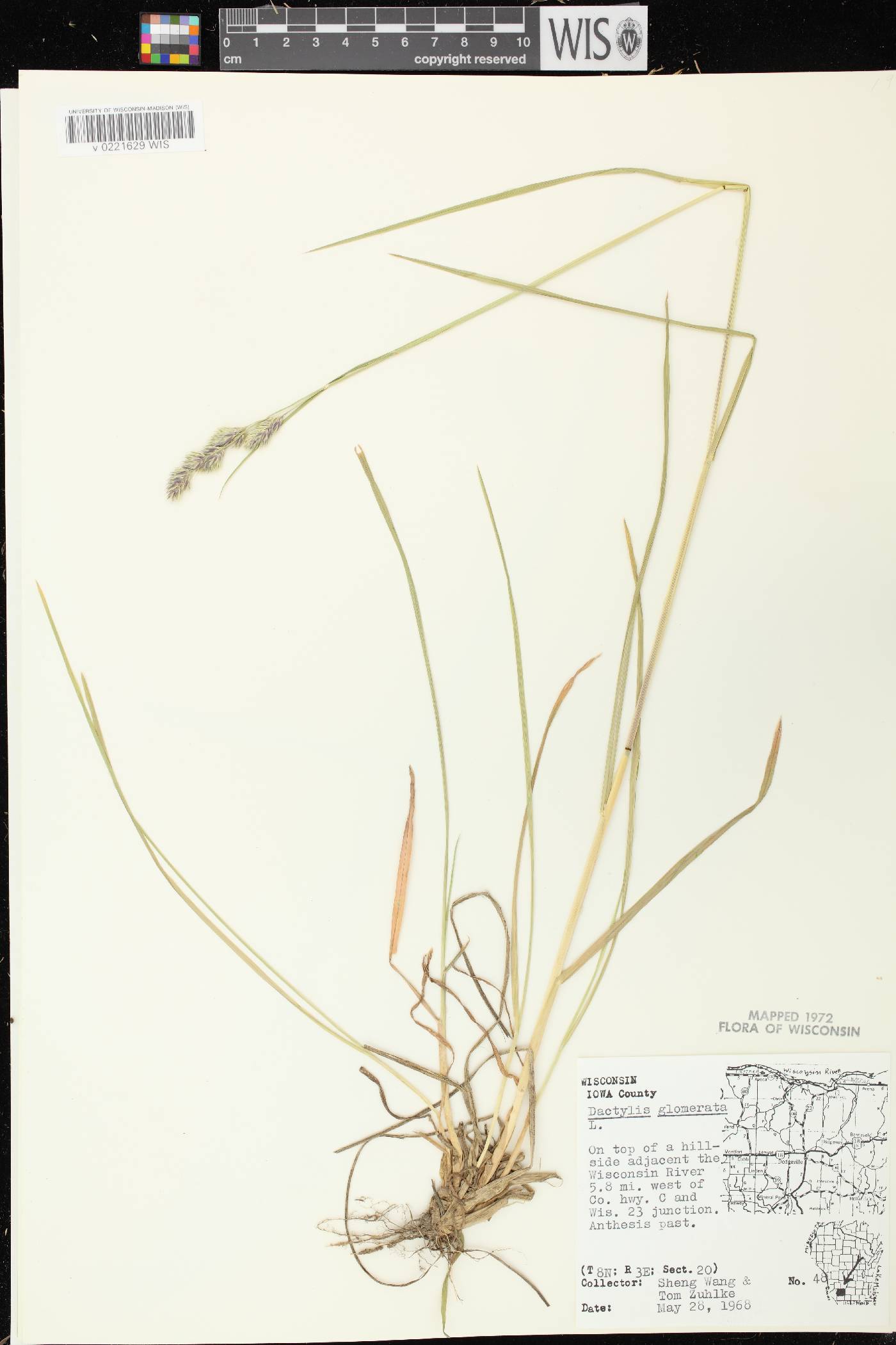 Dactylis glomerata image