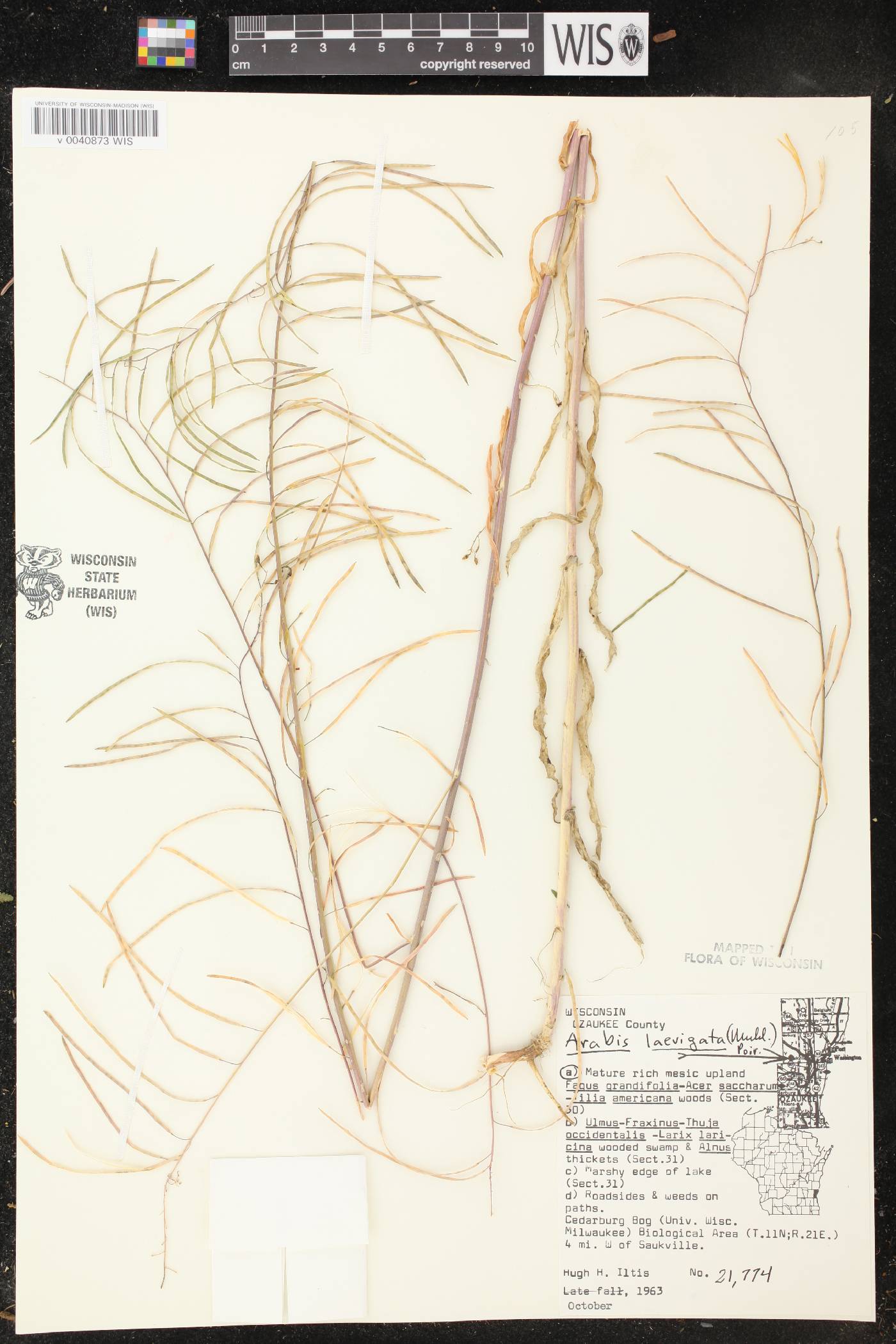 Boechera laevigata image