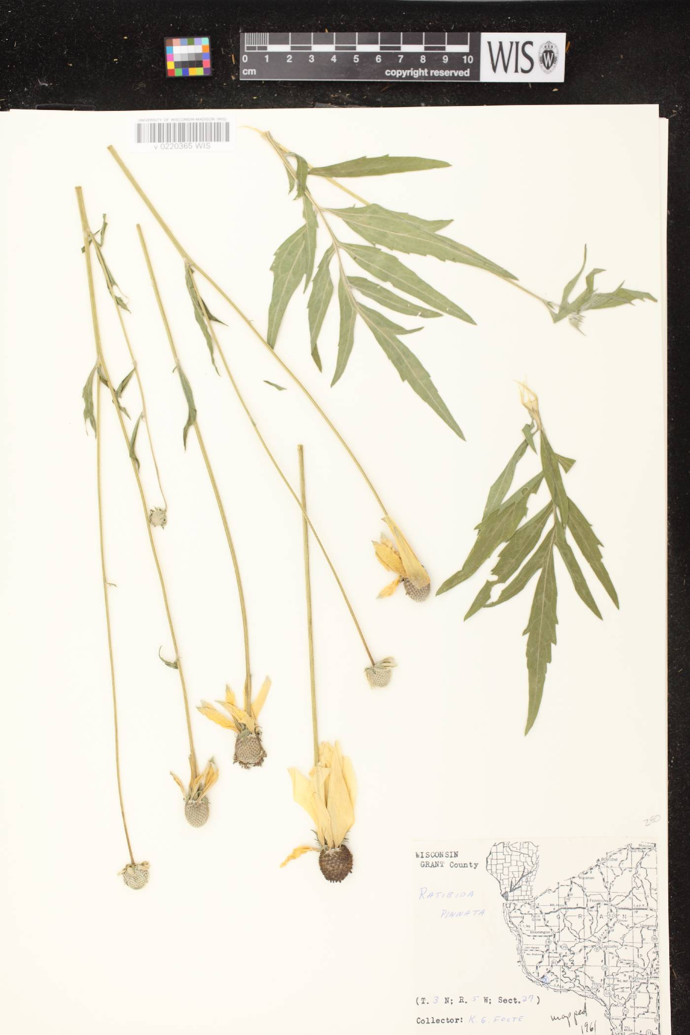 Ratibida pinnata image