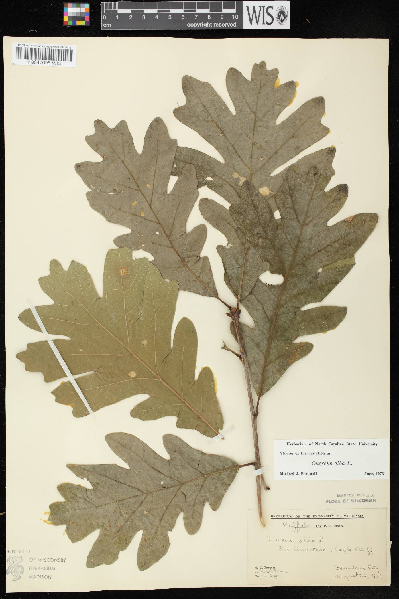 Quercus alba image