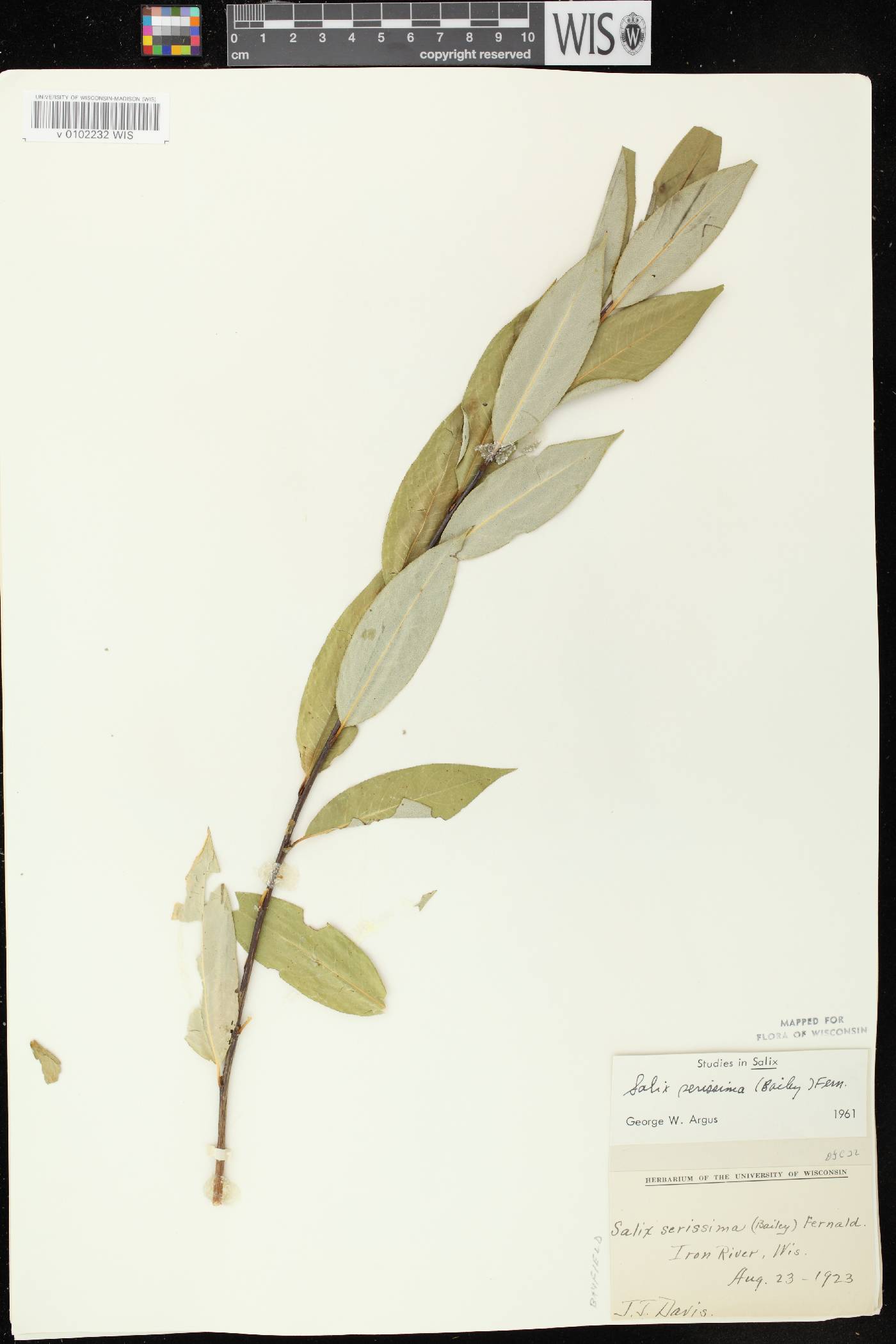 Salix serissima image