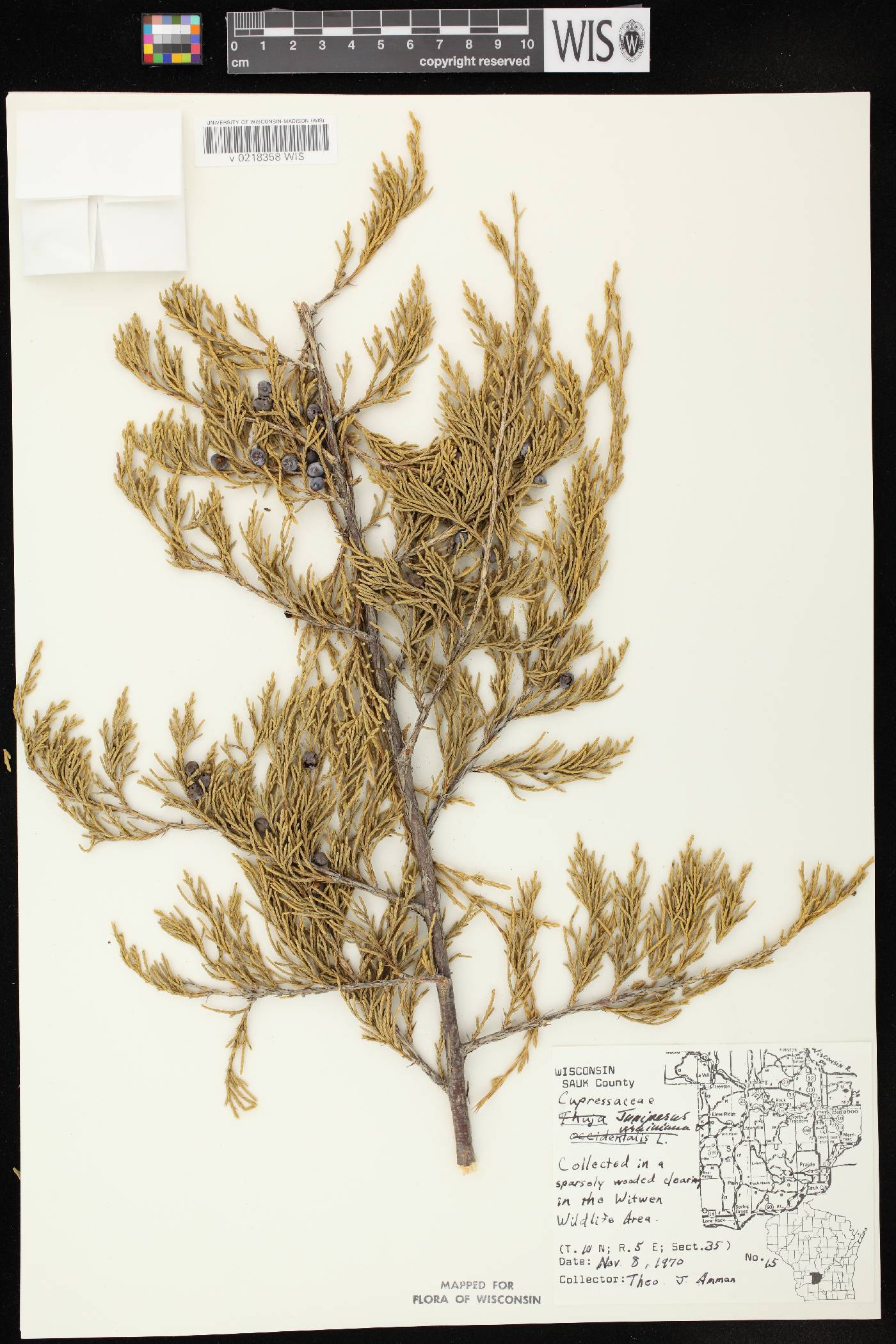 Juniperus virginiana var. virginiana image