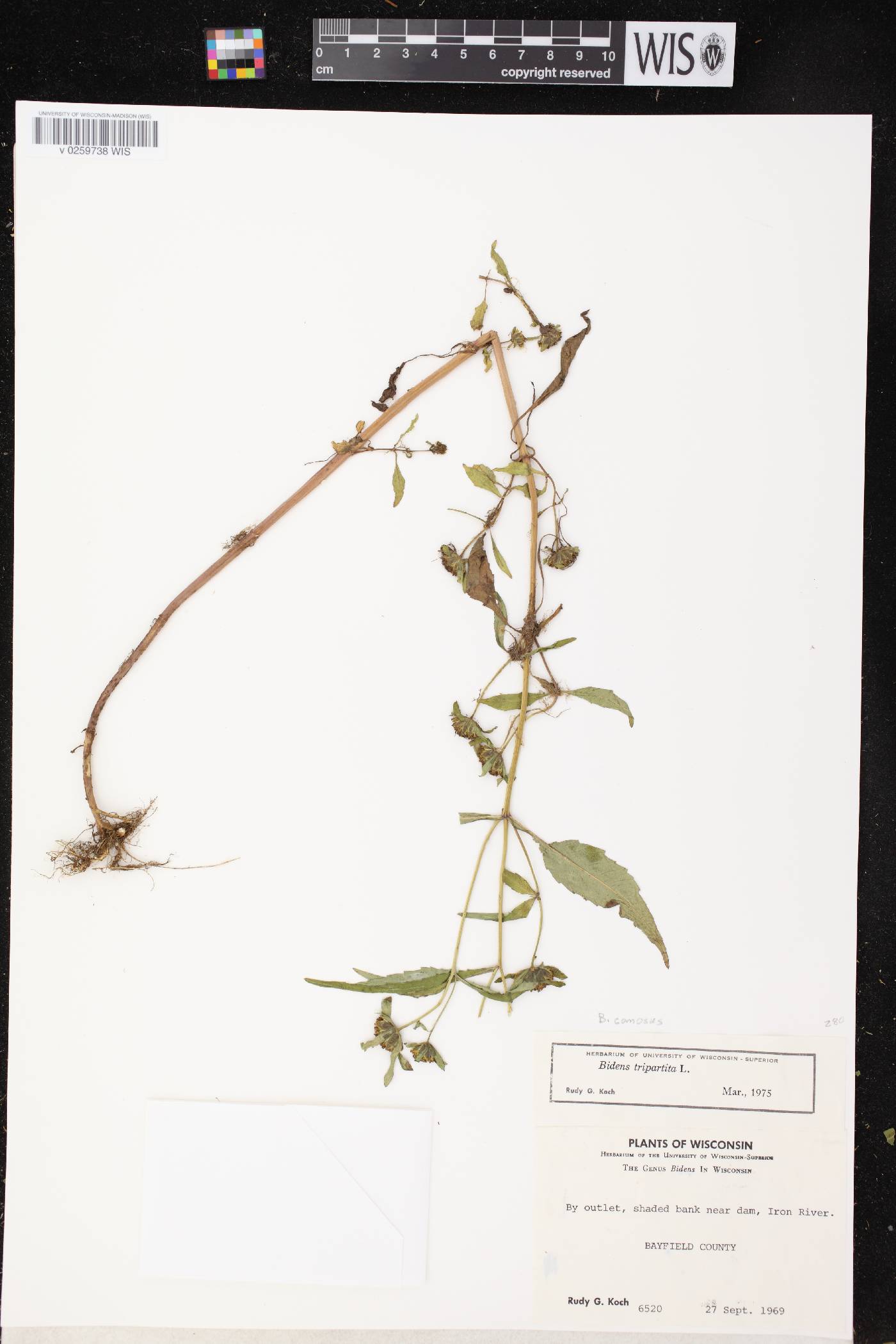 Bidens tripartita image