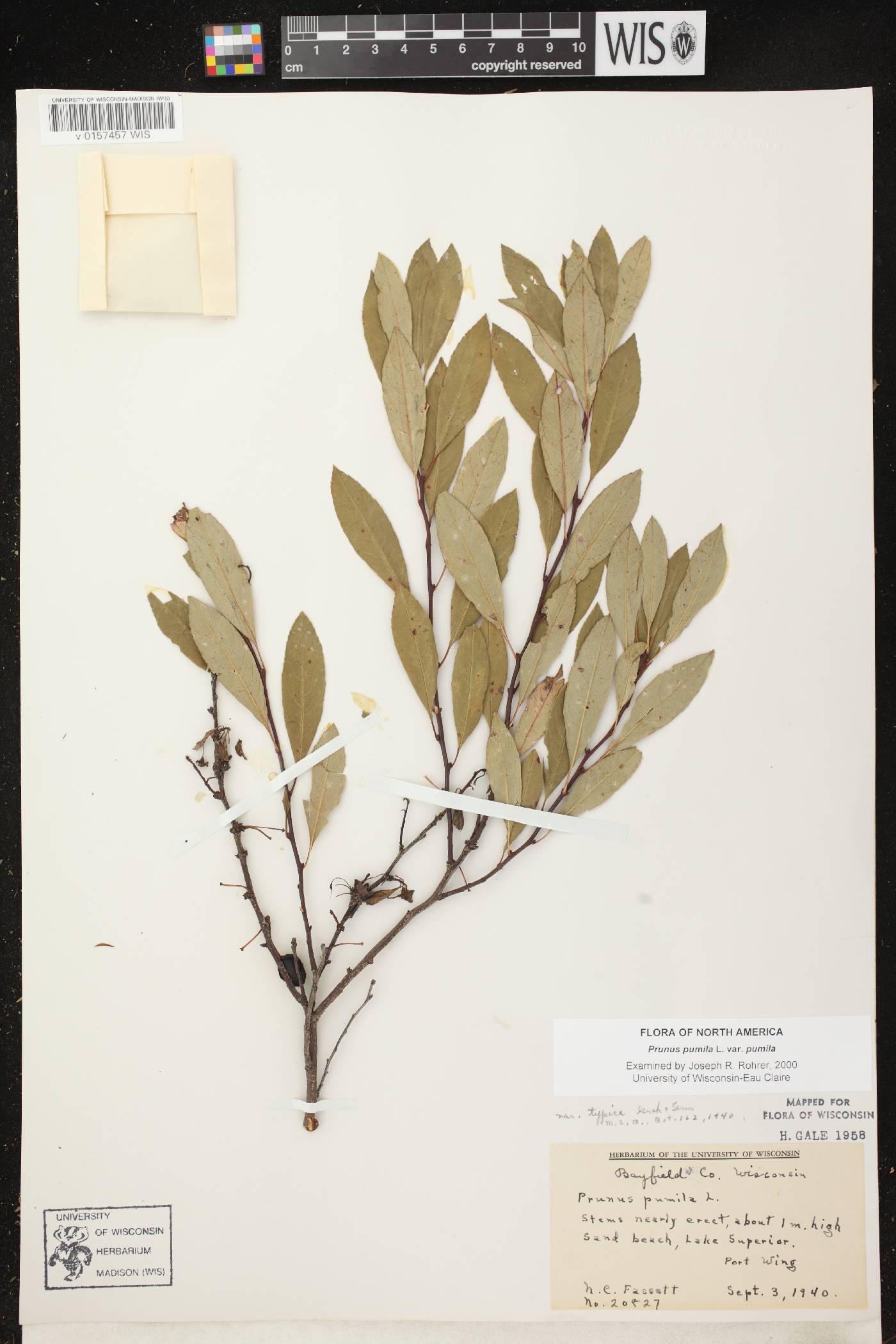 Prunus pumila image
