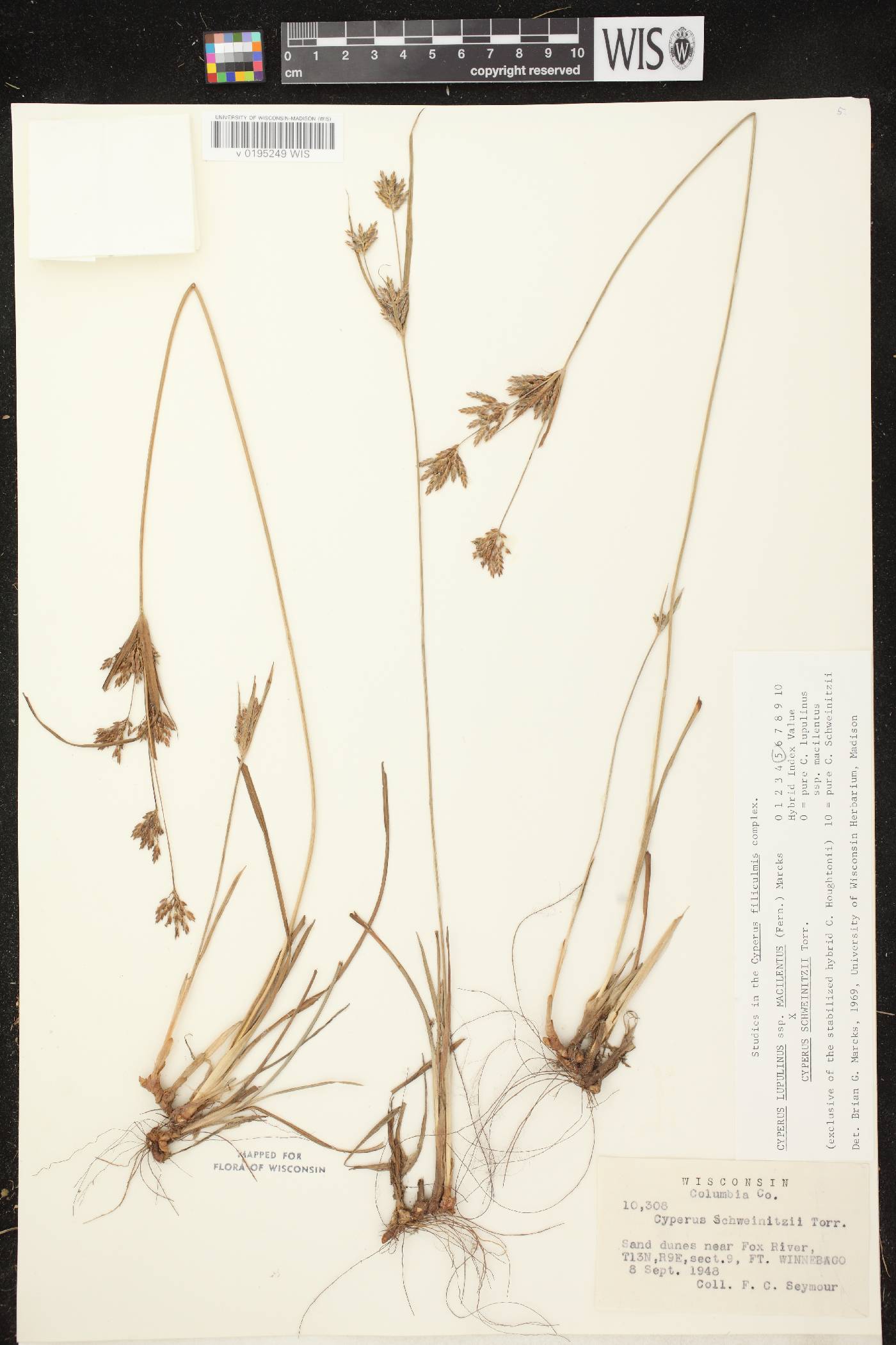 Cyperus lupulinus subsp. macilentus X C. schweinitzii image