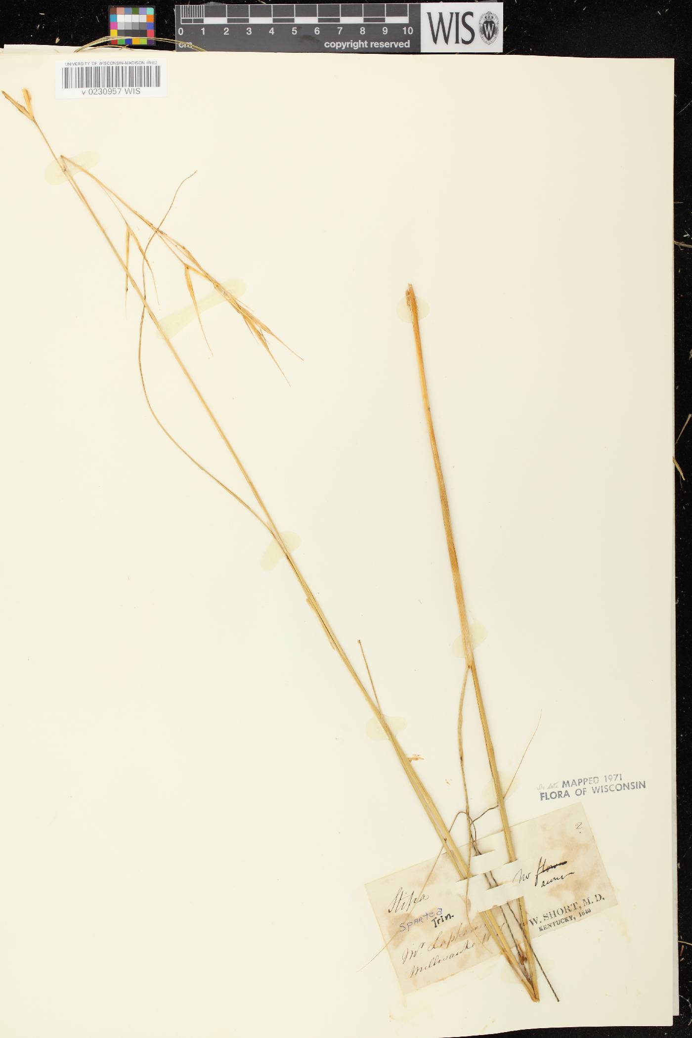 Hesperostipa spartea image