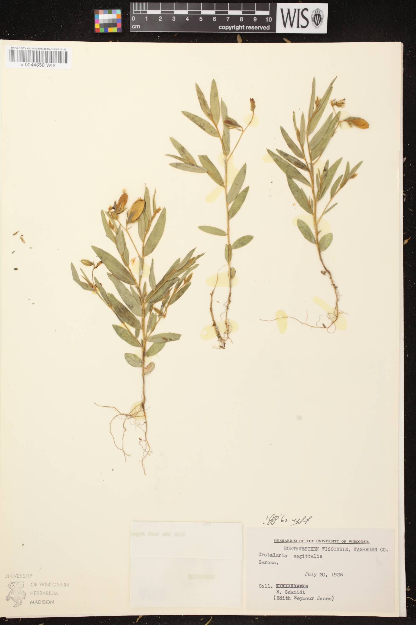 Crotalaria sagittalis image