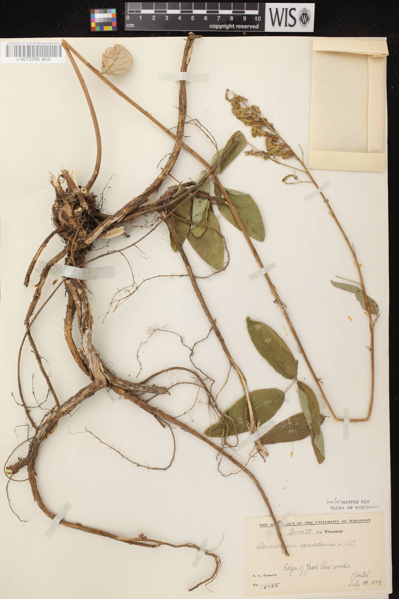 Desmodium canadense image