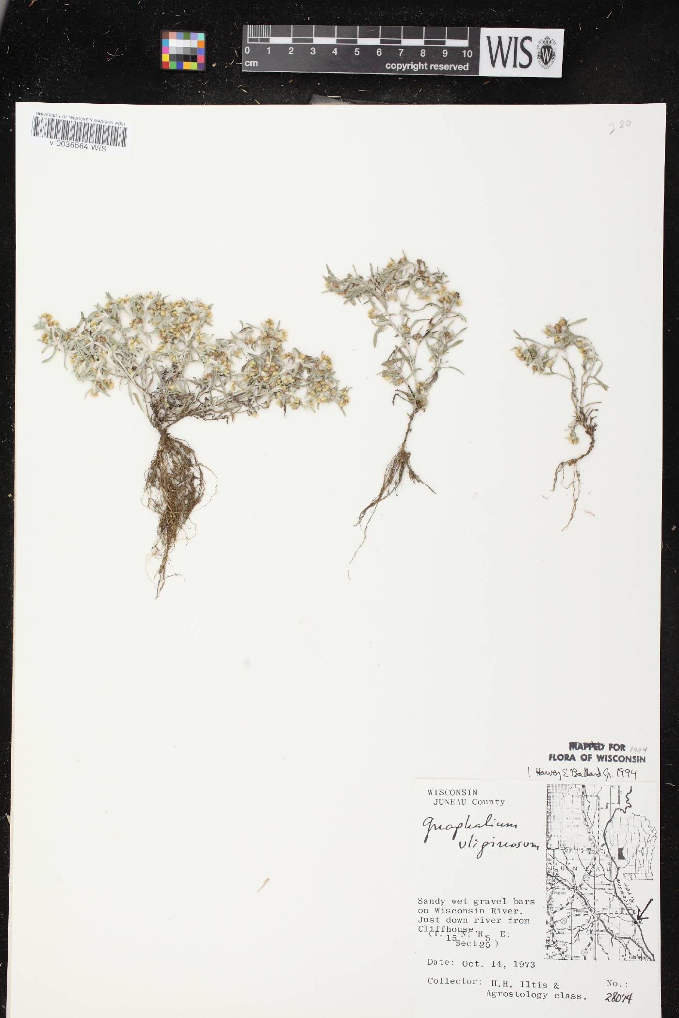 Gnaphalium uliginosum image