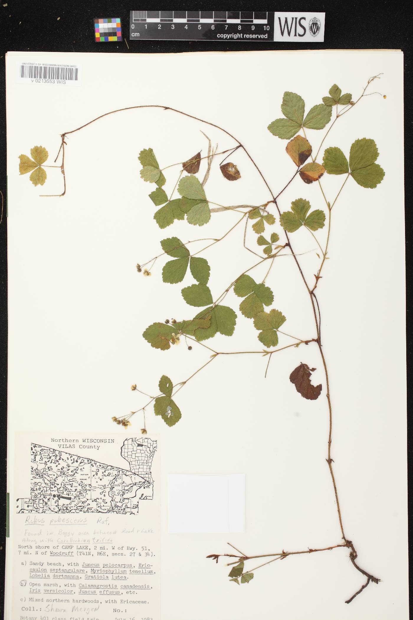 Rubus pubescens image