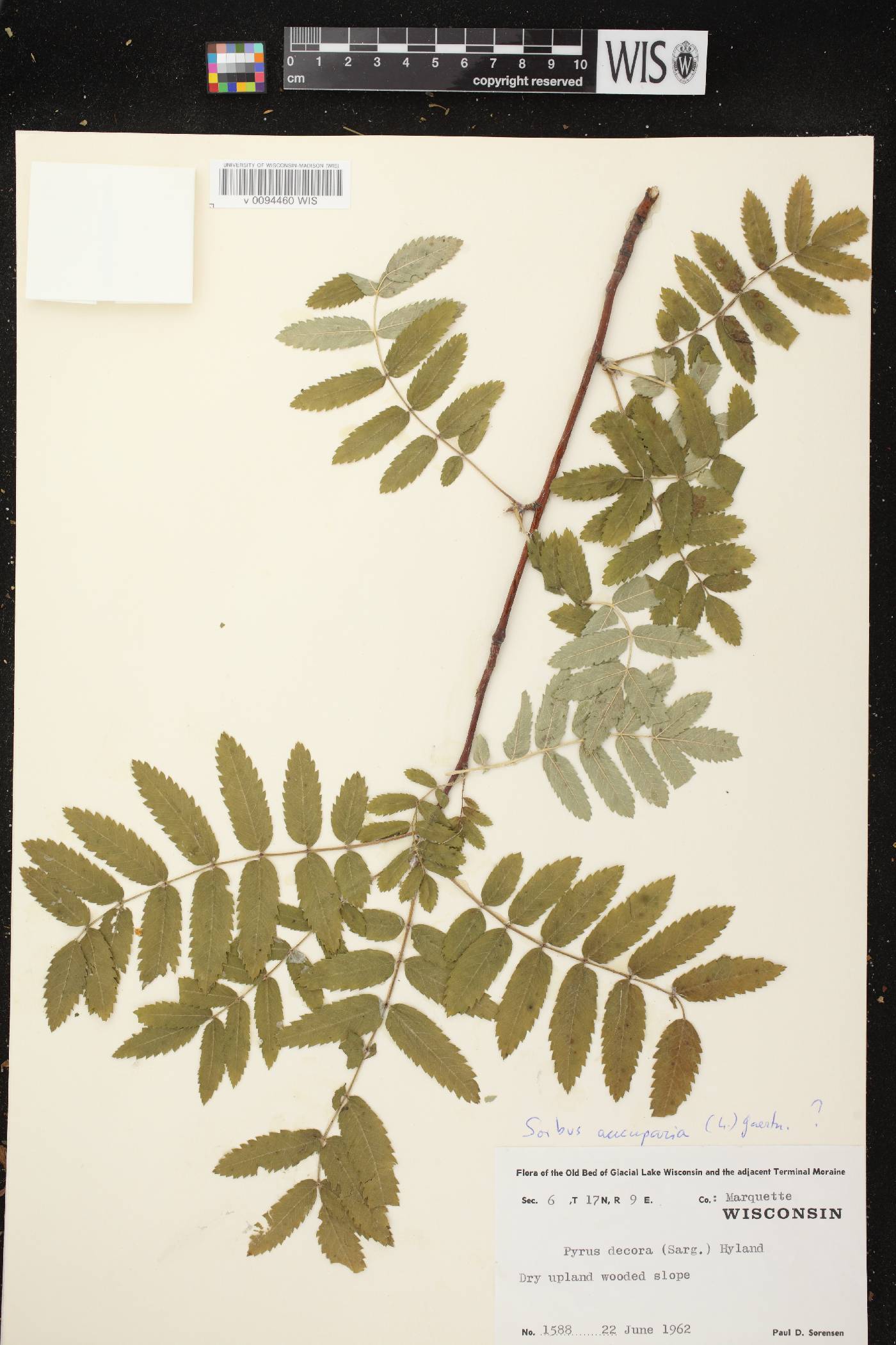 Sorbus aucuparia image