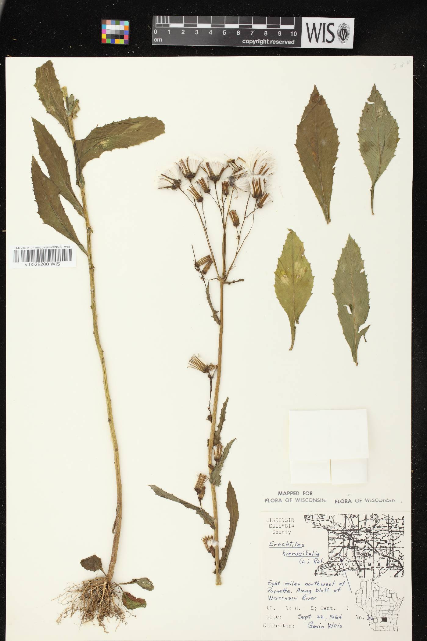Erechtites hieracifolius image