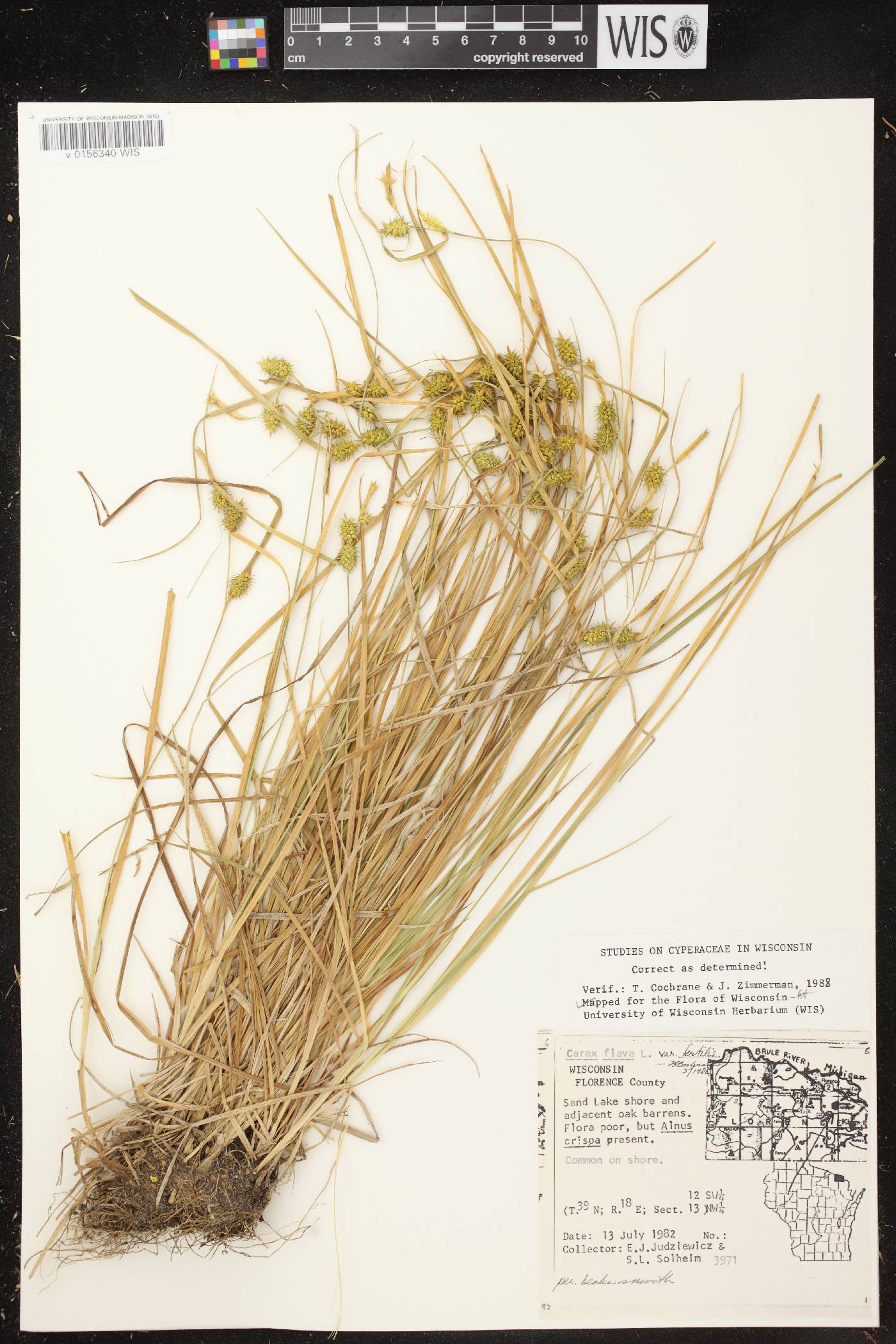 Carex cryptolepis image