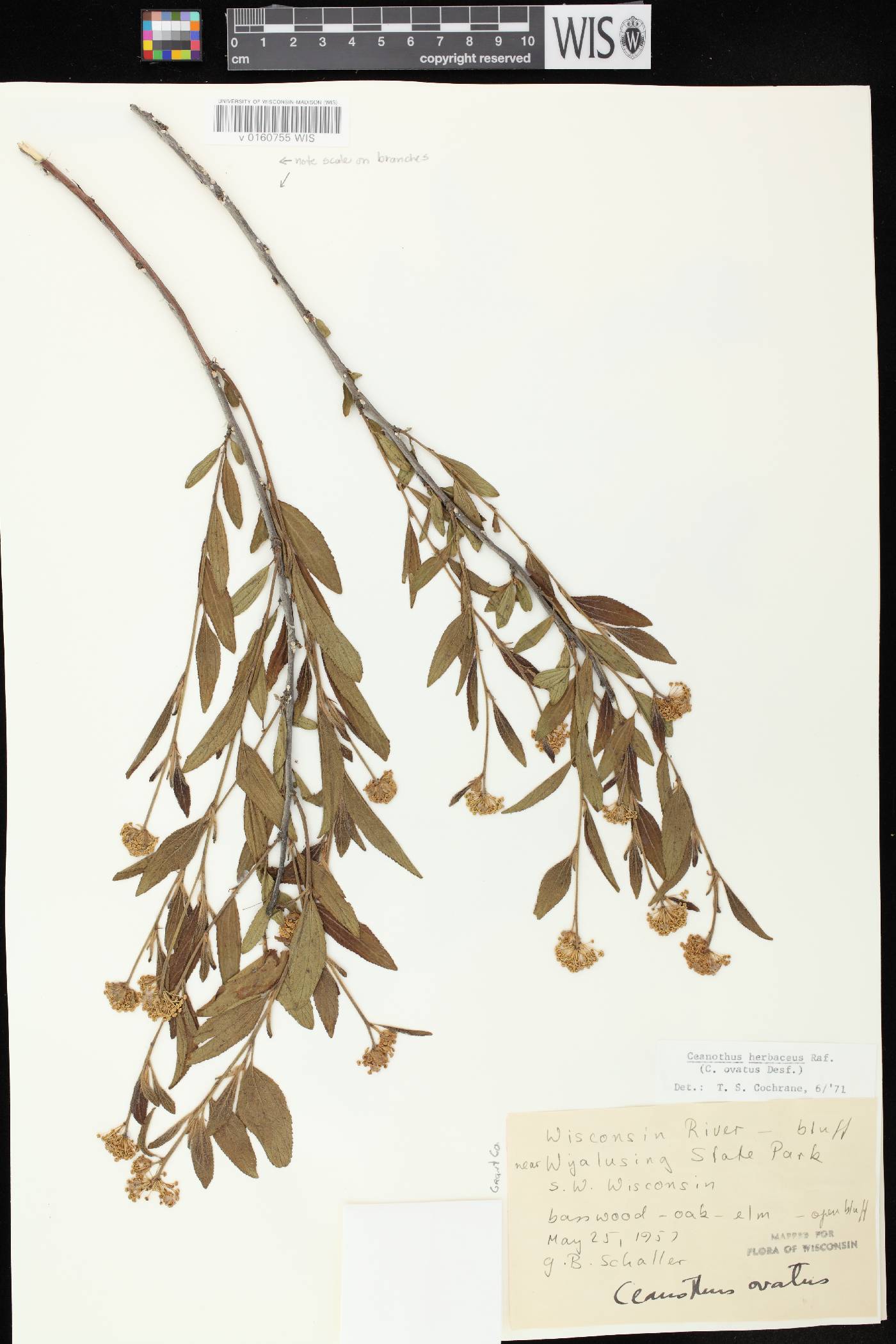 Ceanothus herbaceus image