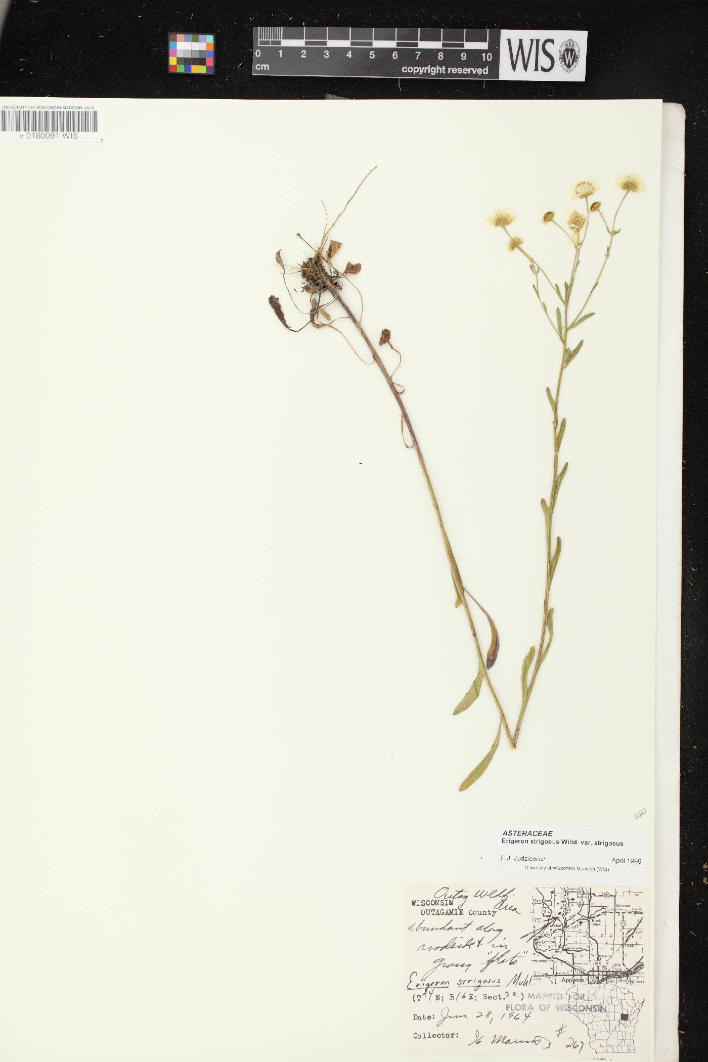 Erigeron strigosus image