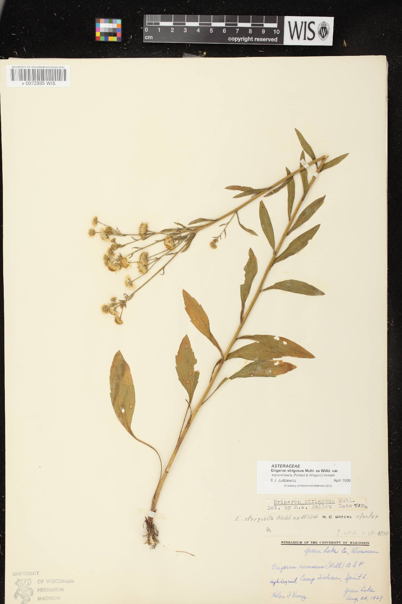 Erigeron strigosus var. septentrionalis image
