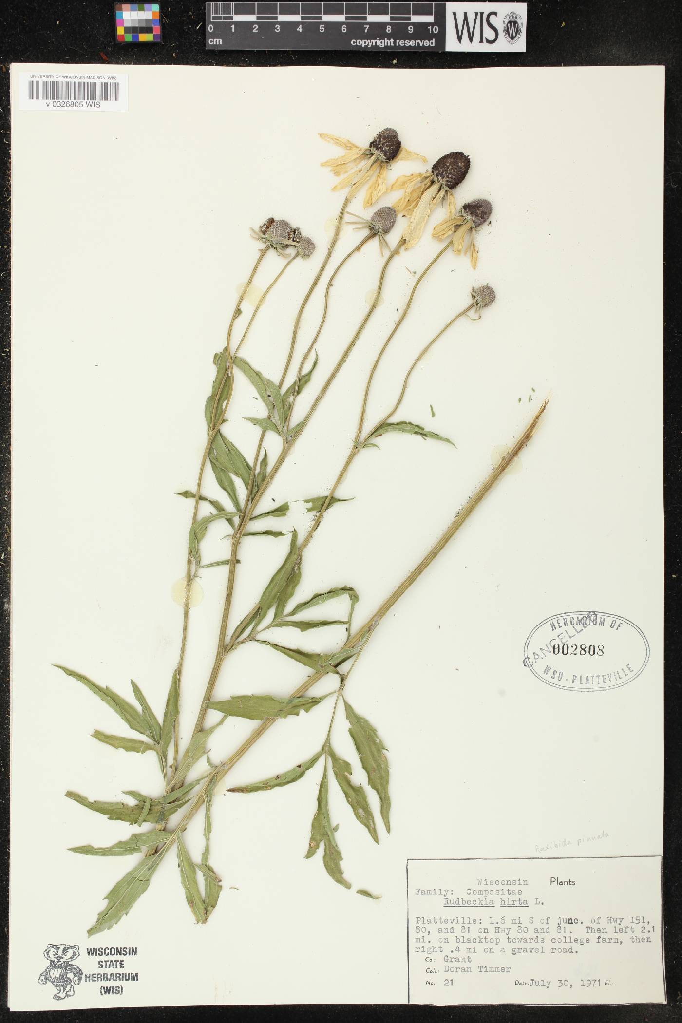 Ratibida pinnata image