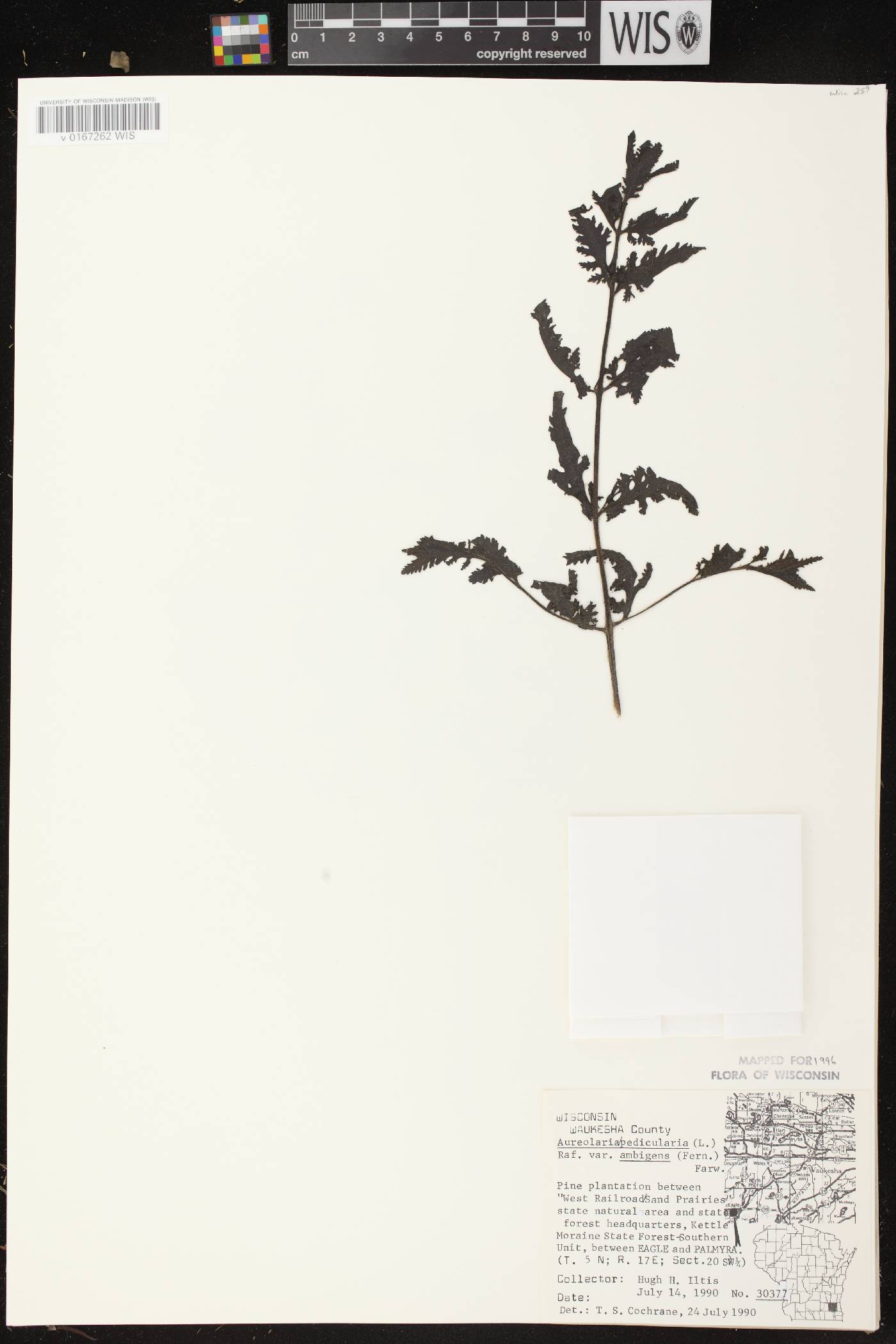 Aureolaria pedicularia image