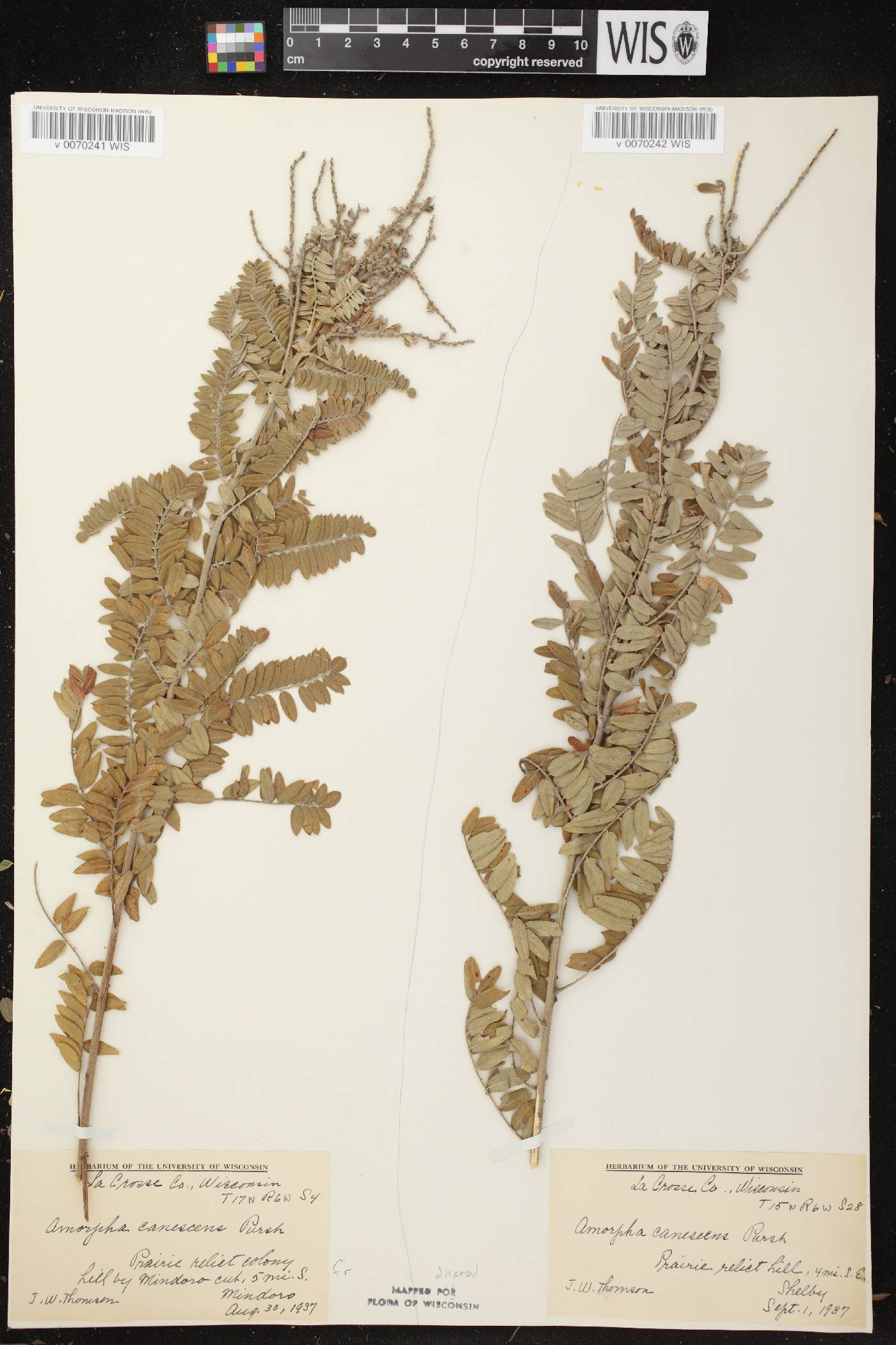 Amorpha canescens image