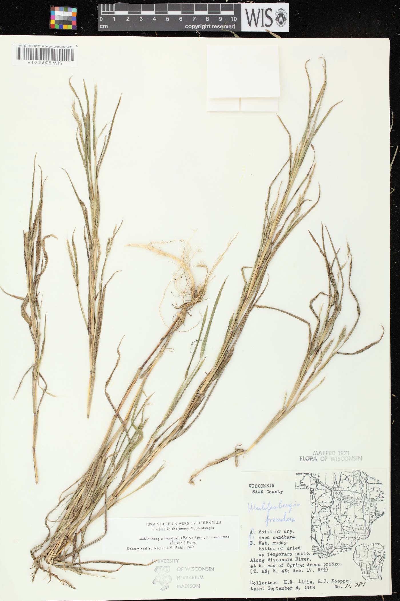 Muhlenbergia frondosa image