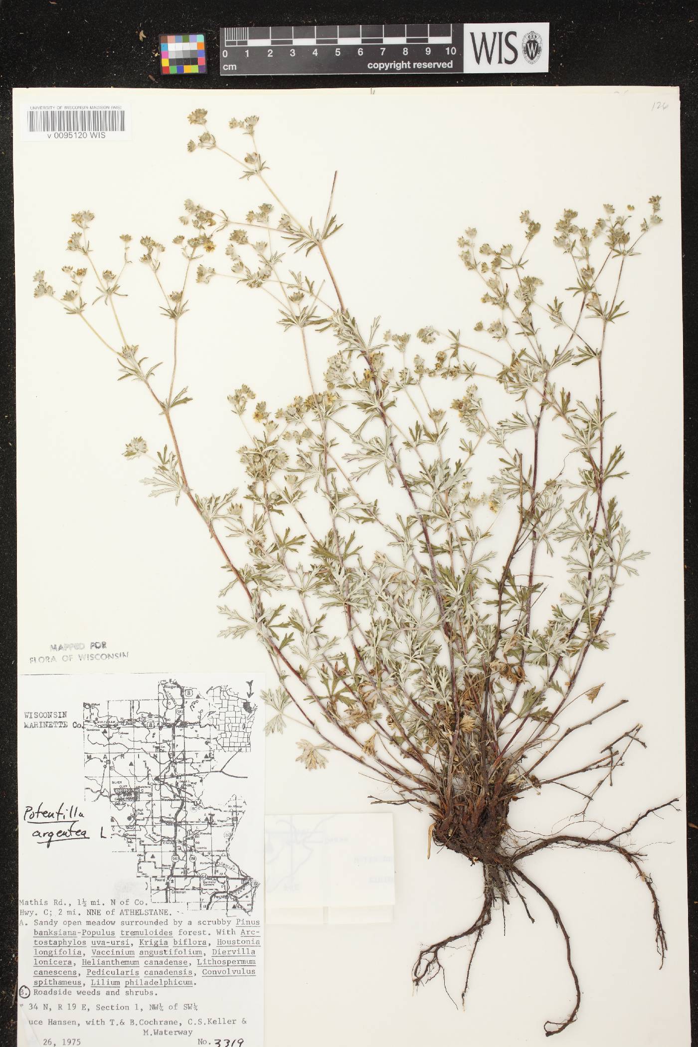 Potentilla argentea image
