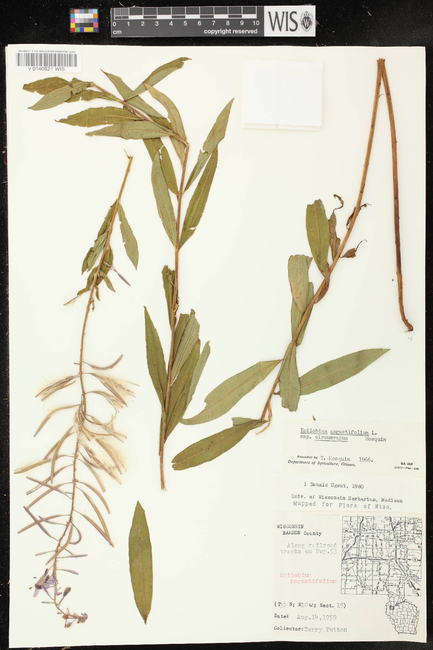 Chamerion angustifolium subsp. circumvagum image