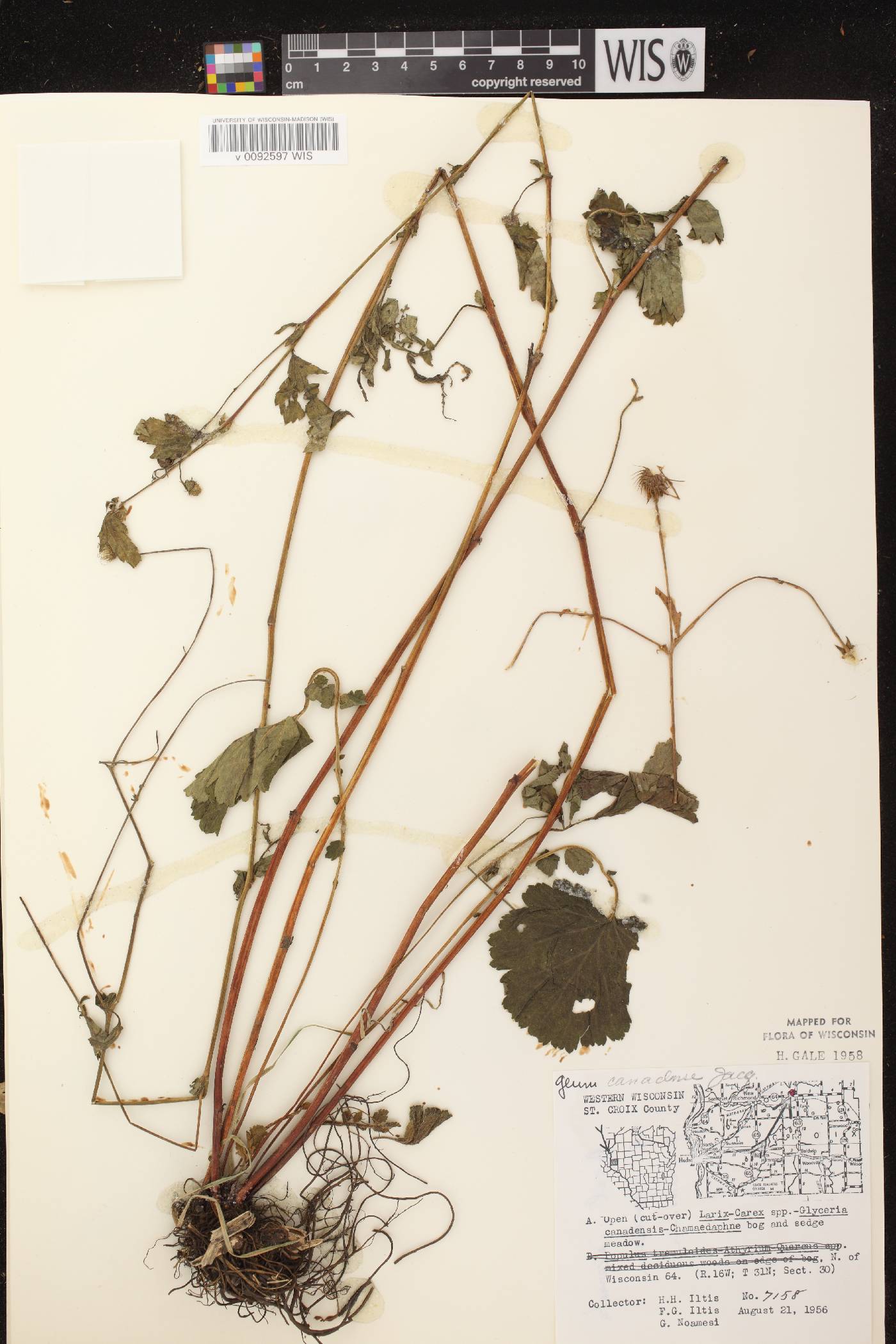Geum canadense image