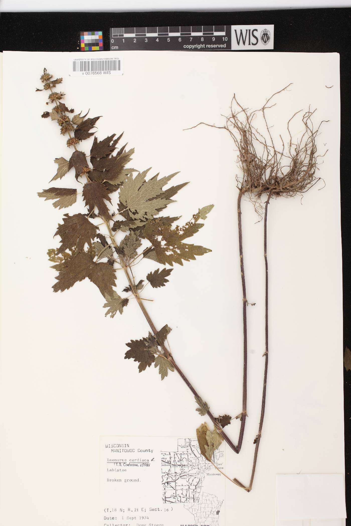 Leonurus cardiaca image