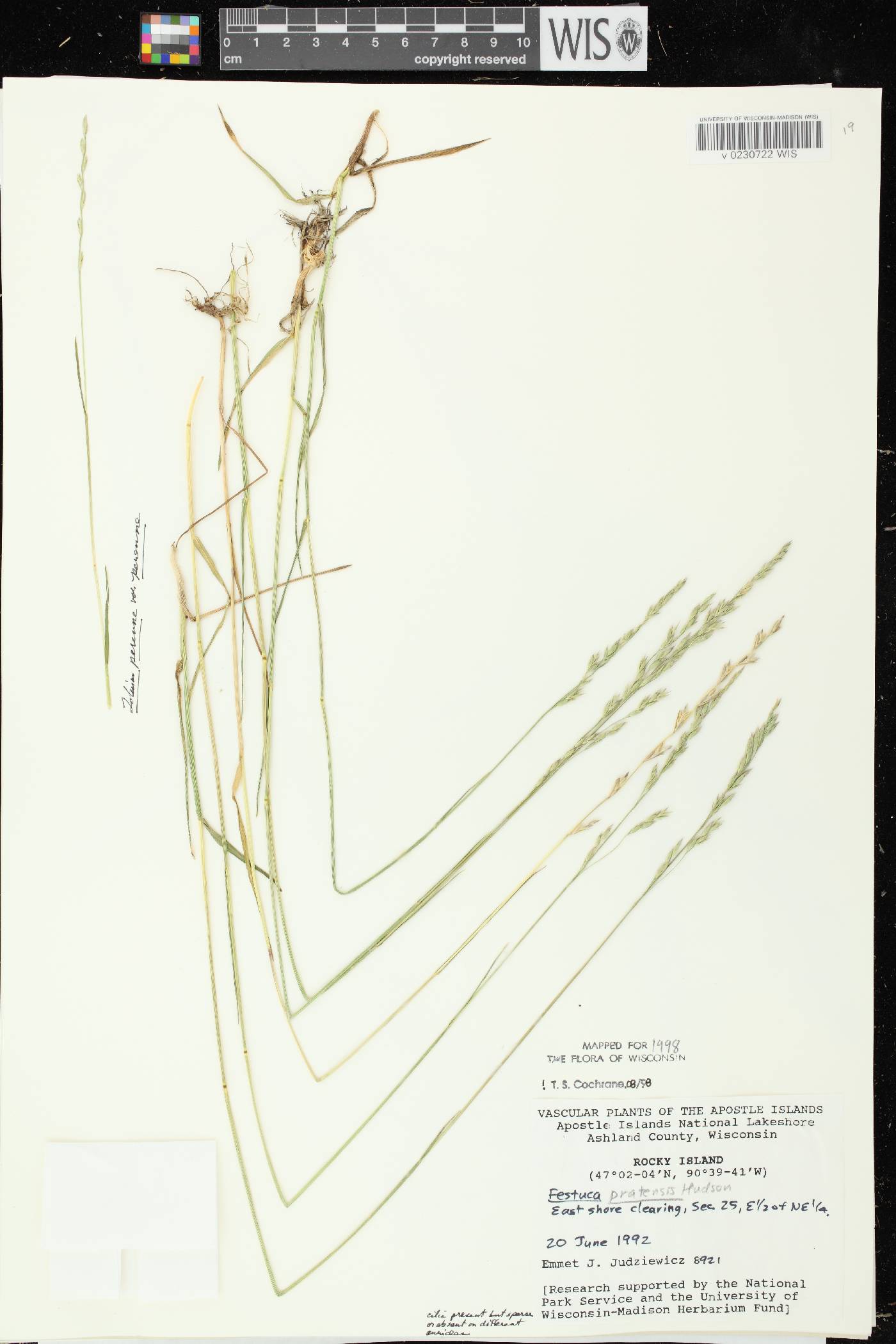 Lolium pratense image